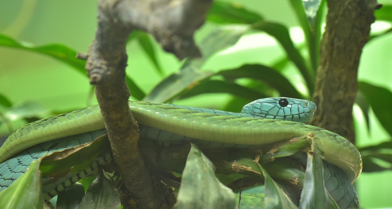 green mamba dendroaspis viridis real poison snakes free photo