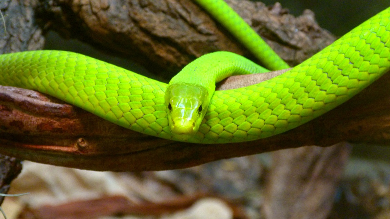 green mamba snake toxic free photo
