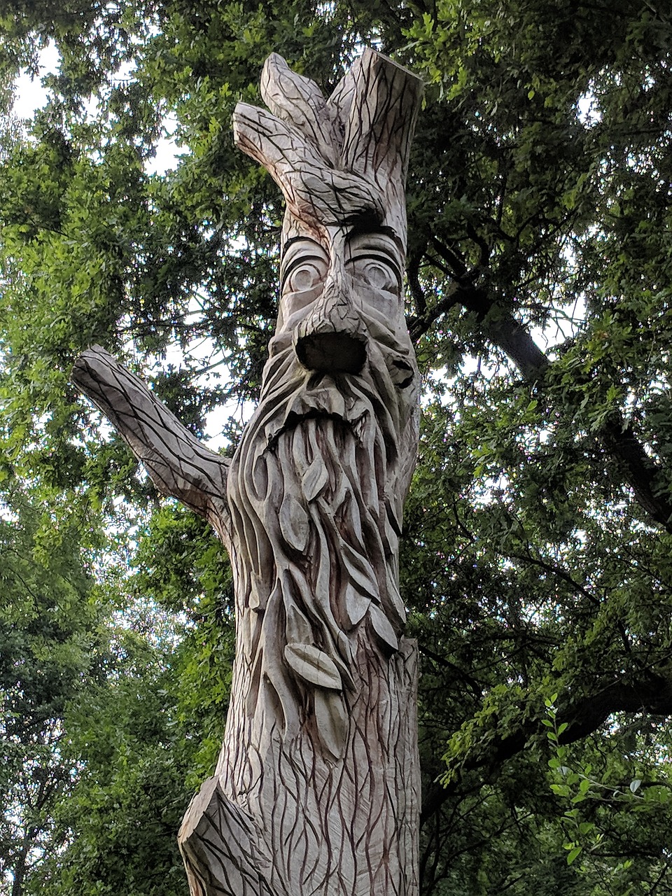green man  tree  face free photo