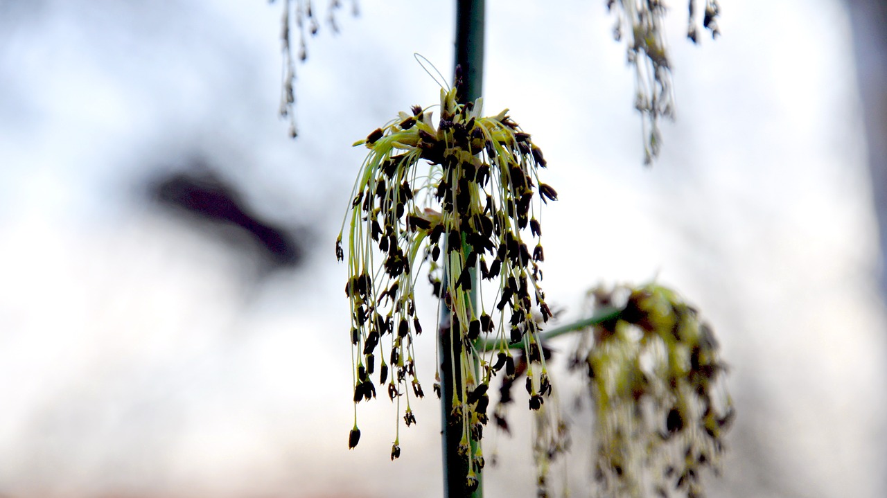 green maple flowering tree spring free photo