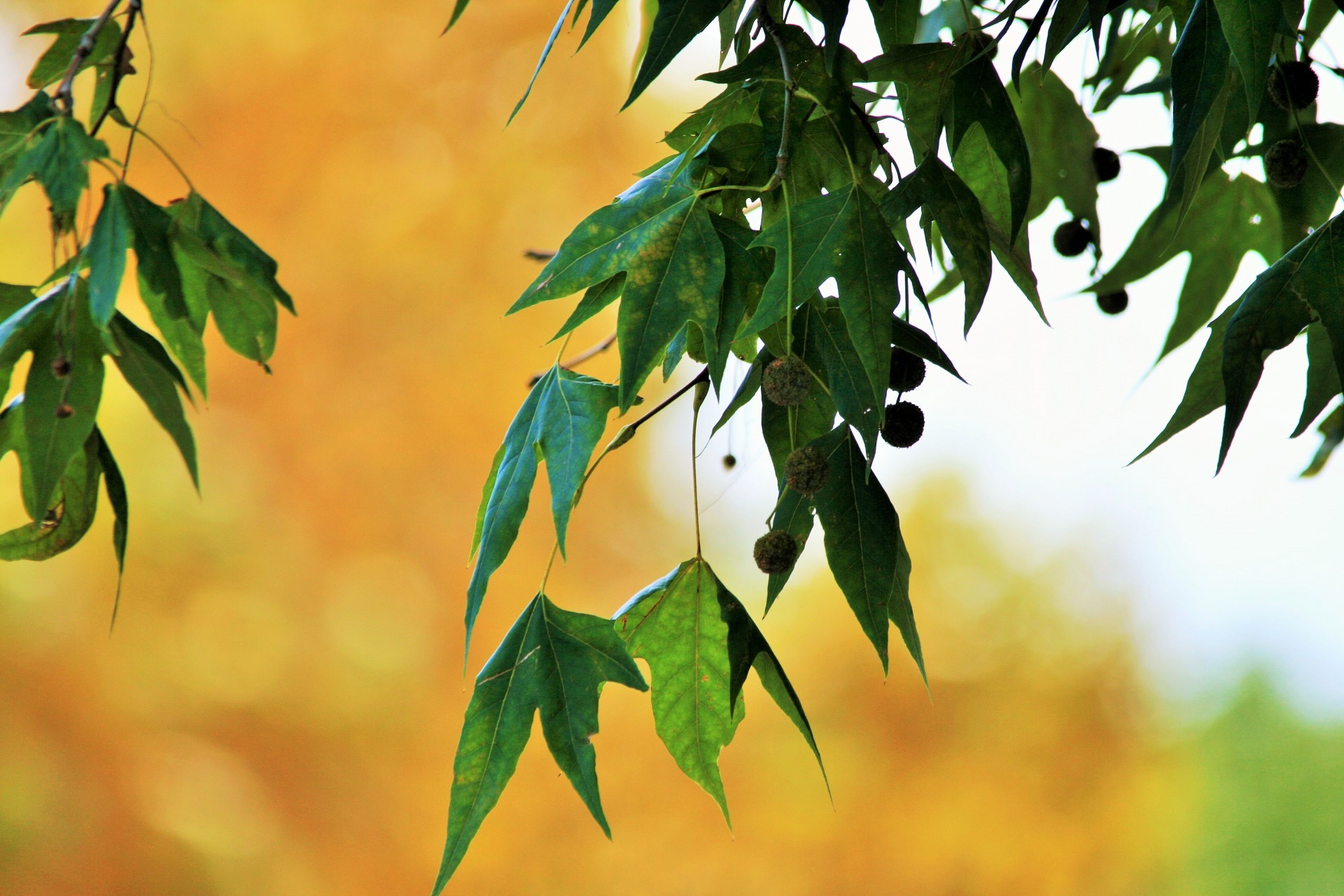 leaves maple green free photo