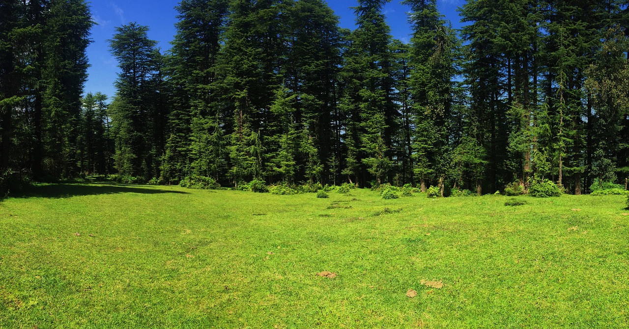 meadow trees green free photo