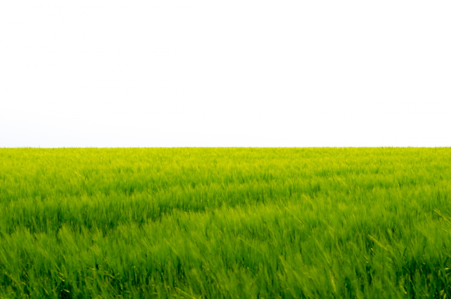 green meadow background free photo