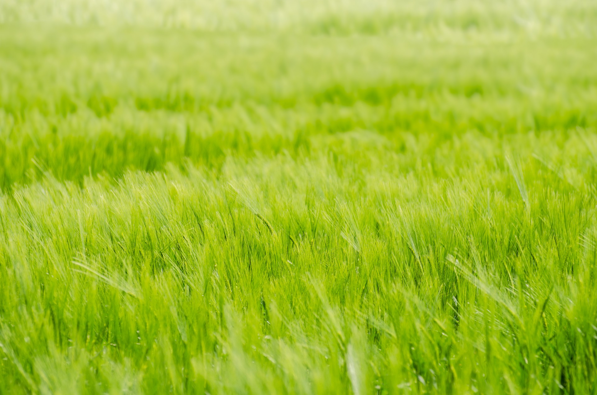 green meadow background free photo