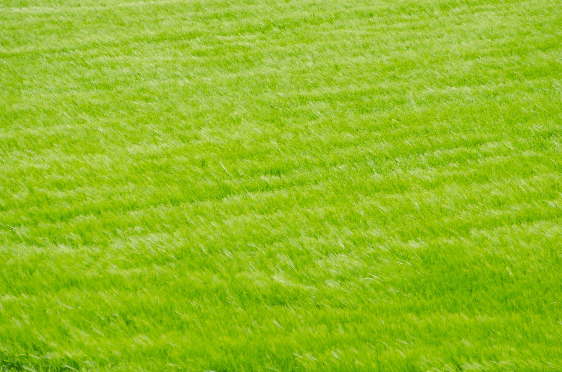 green meadow background free photo