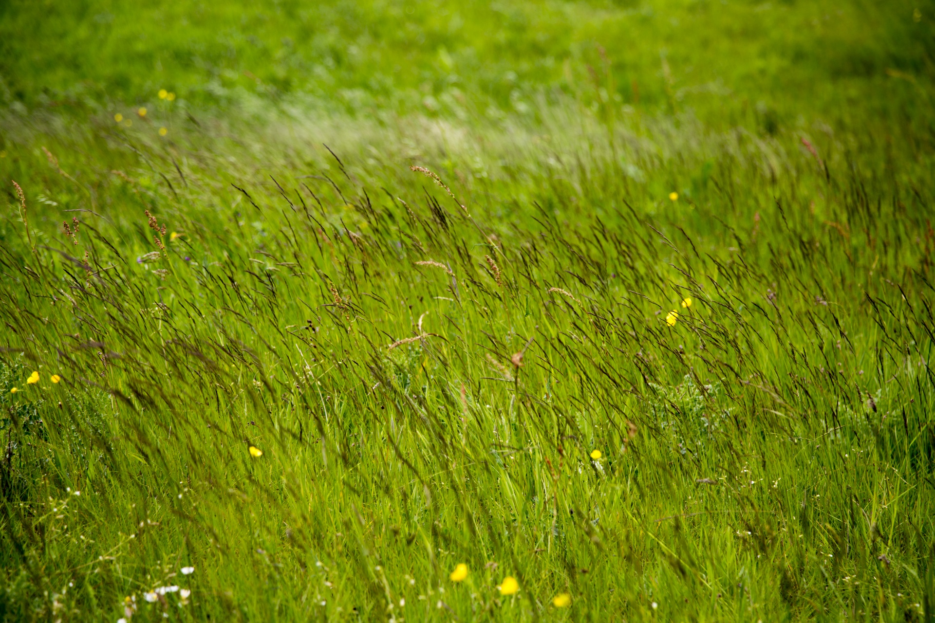 Зеленый юнец. Зеленый луг. Летние травы. Лето трава. Зеленые Луга.