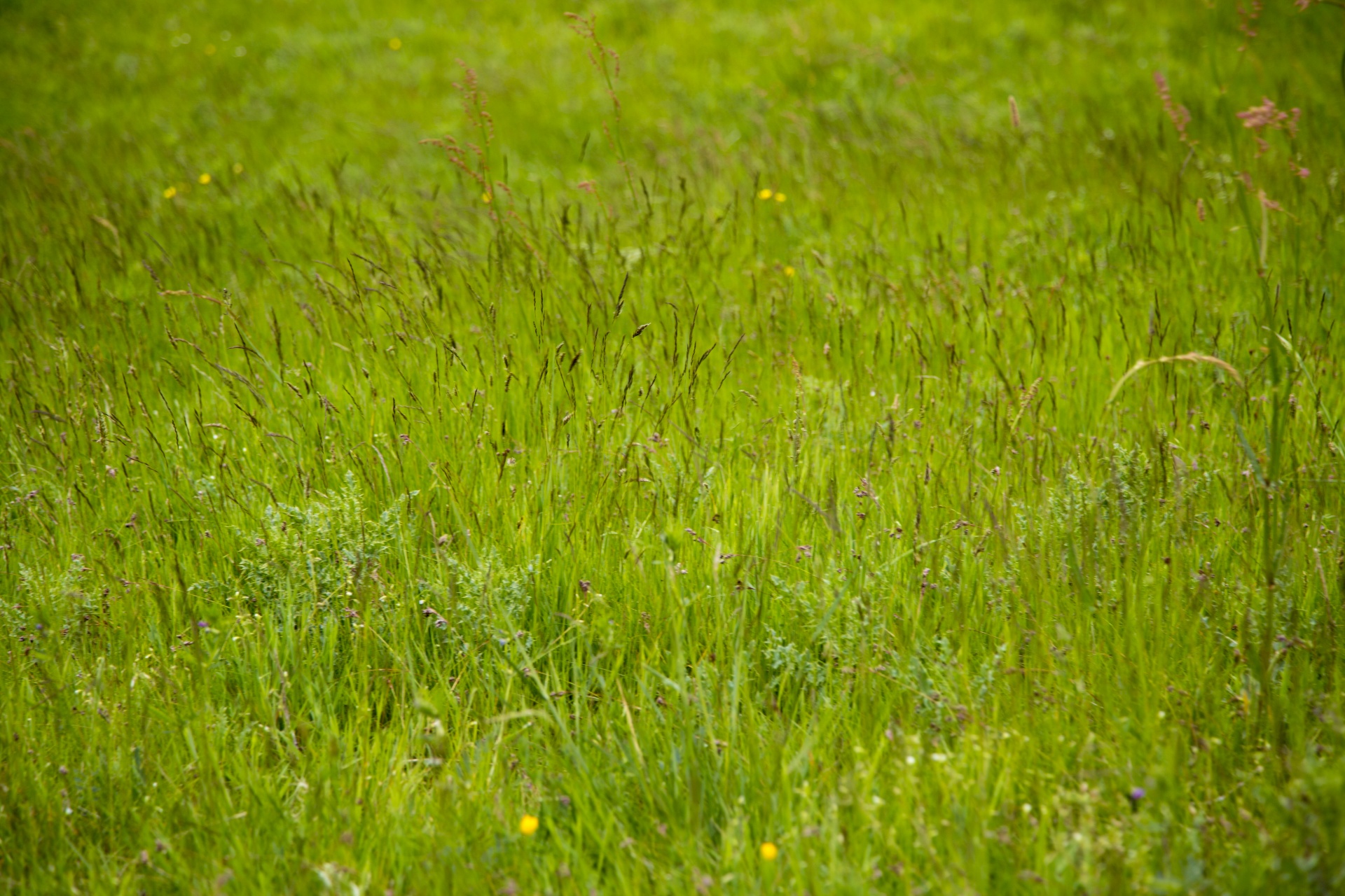 grass background green free photo