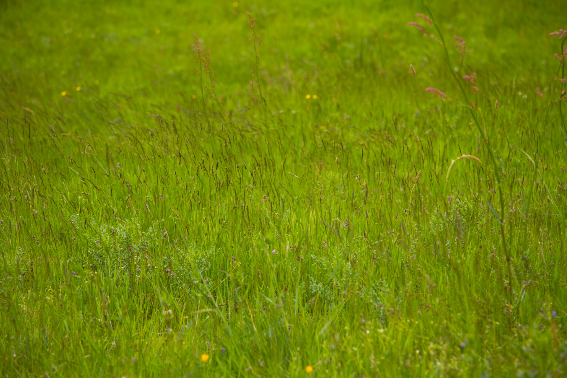 grass background green free photo