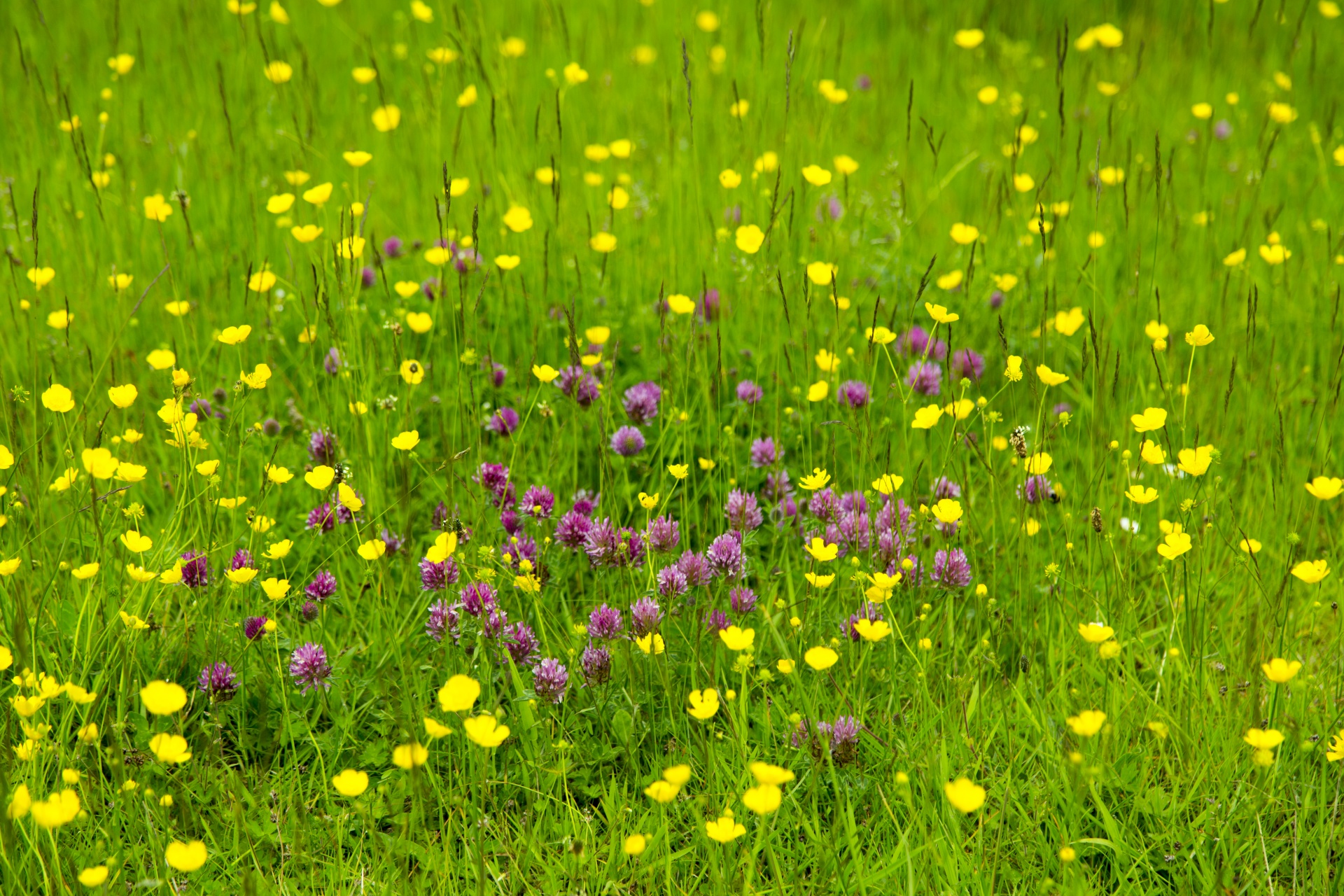 grass background green free photo