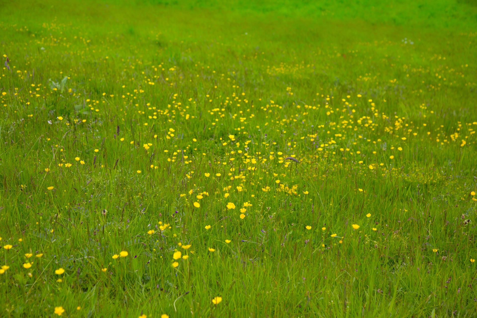 grass background green free photo