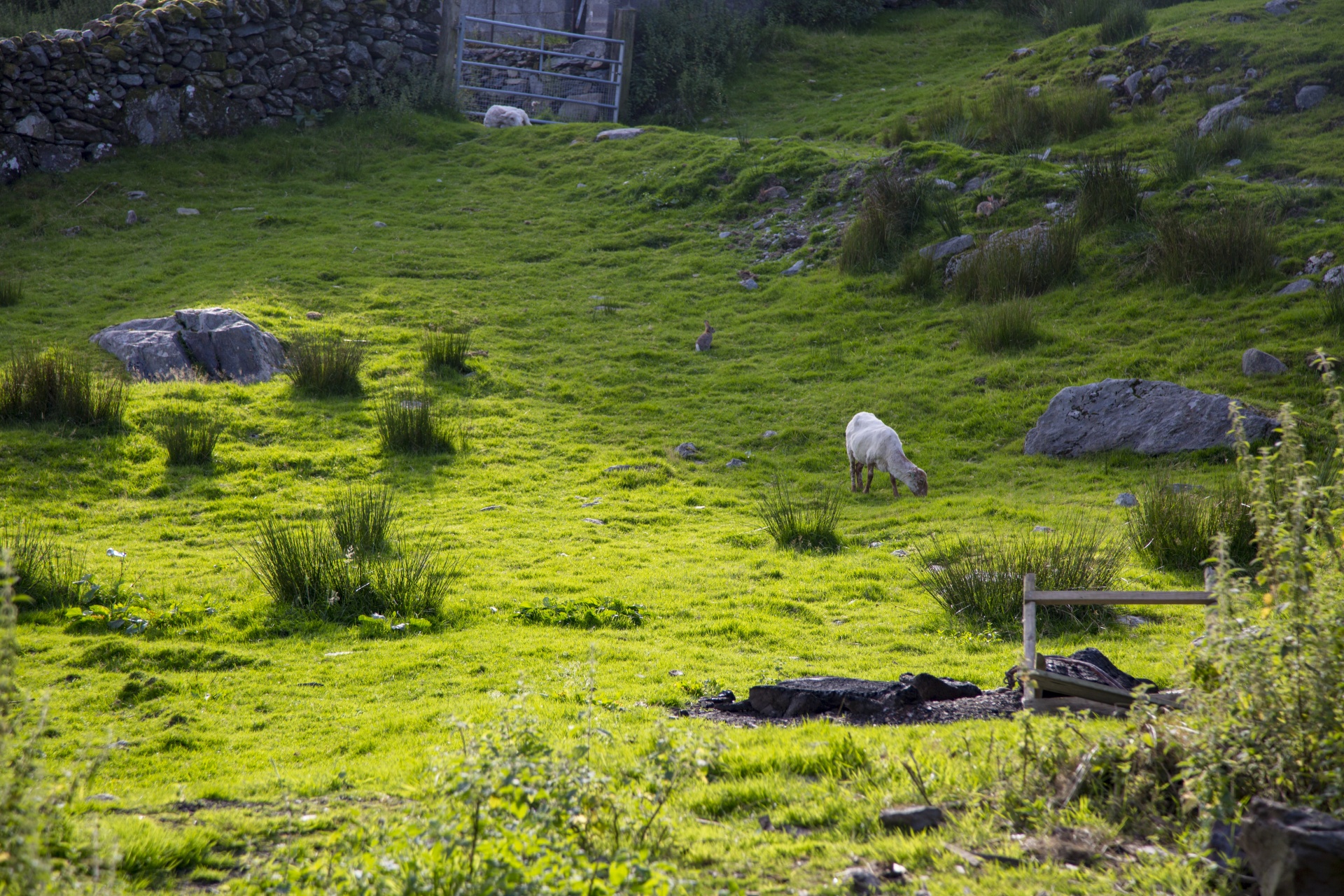 green meadow sheep summer free photo