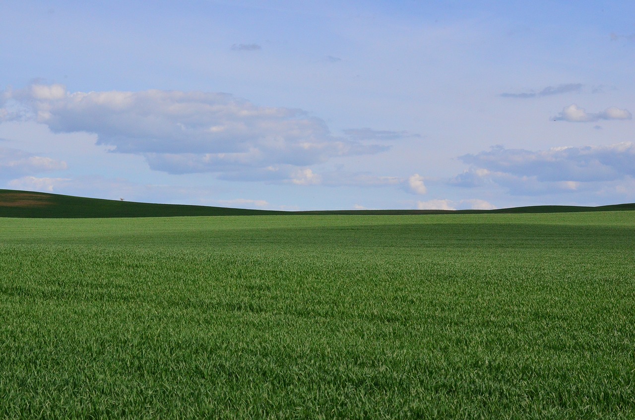 green meadow grass summer free photo