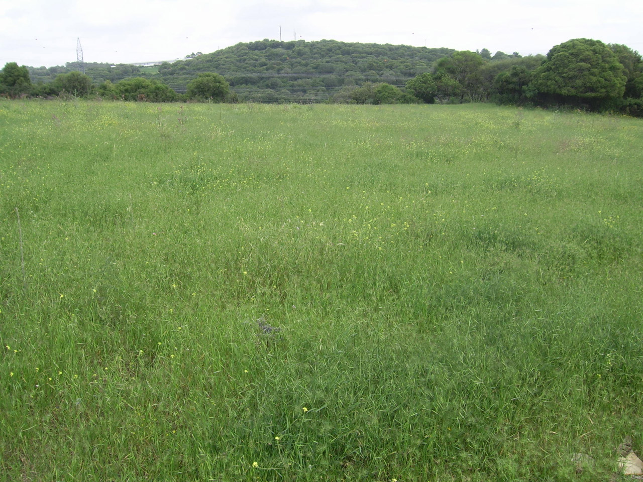 green meadow filed free photo