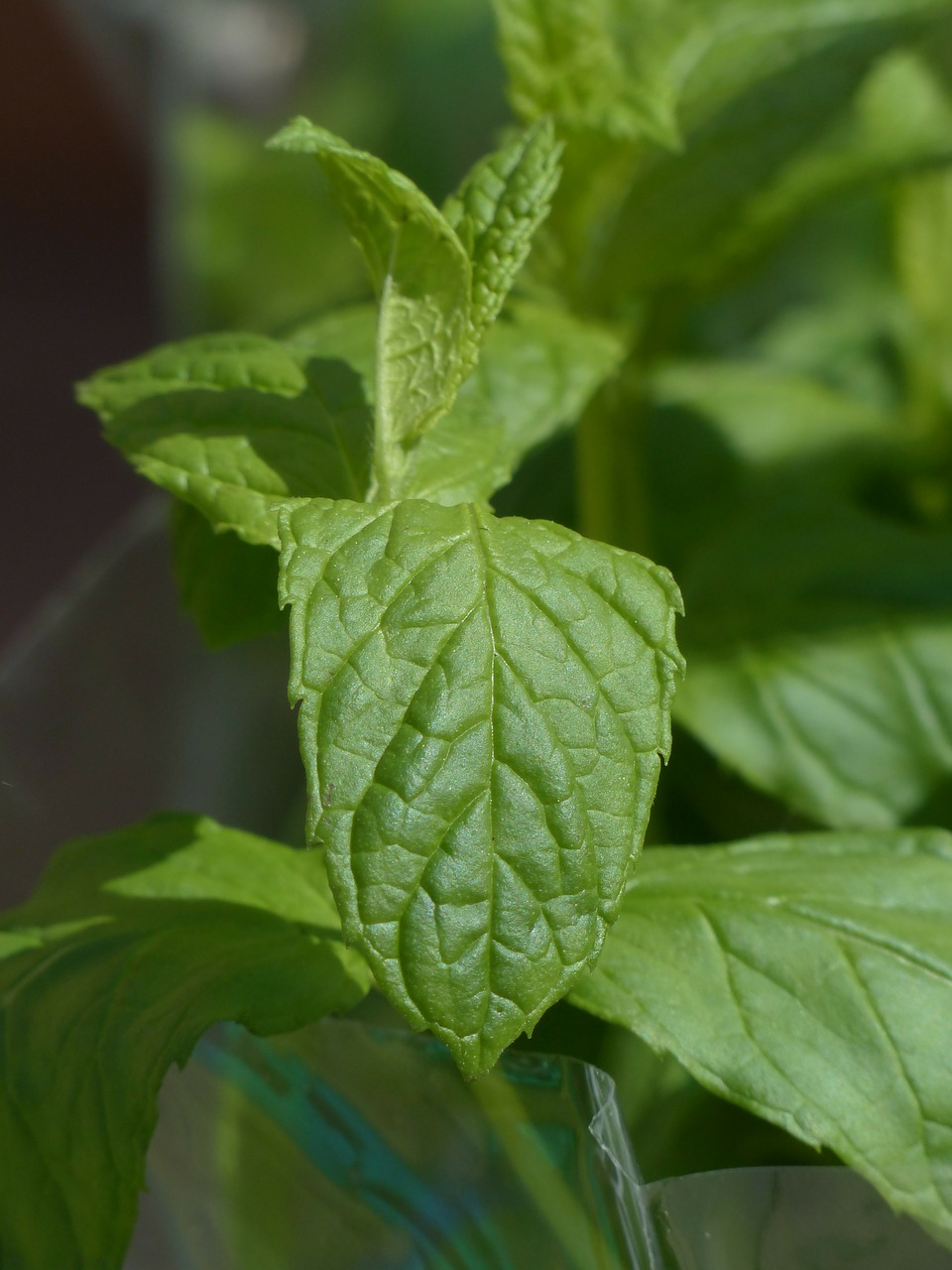 green mint kitchen herb mint free photo