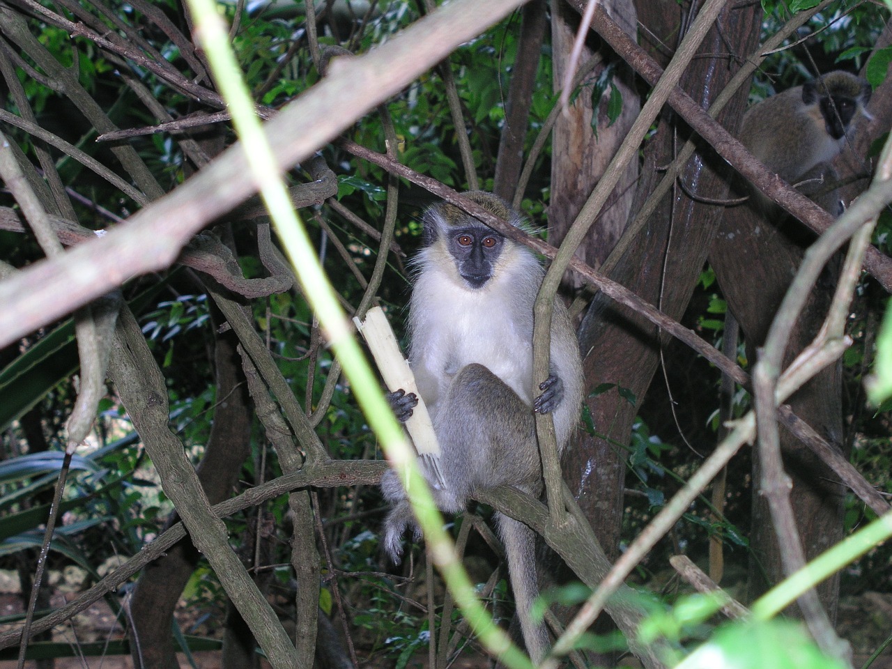 green monkey barbados animal free photo