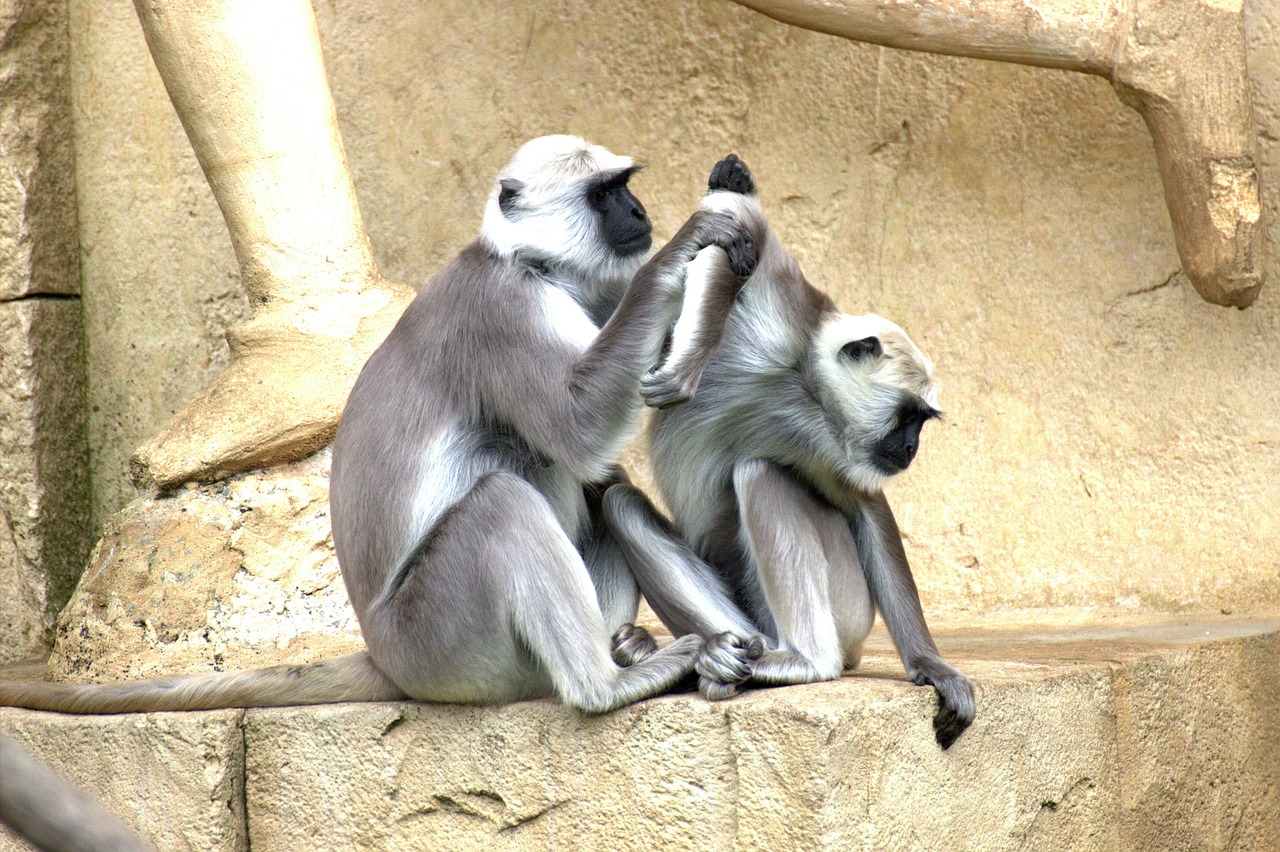 green monkeys monkey old world monkey free photo