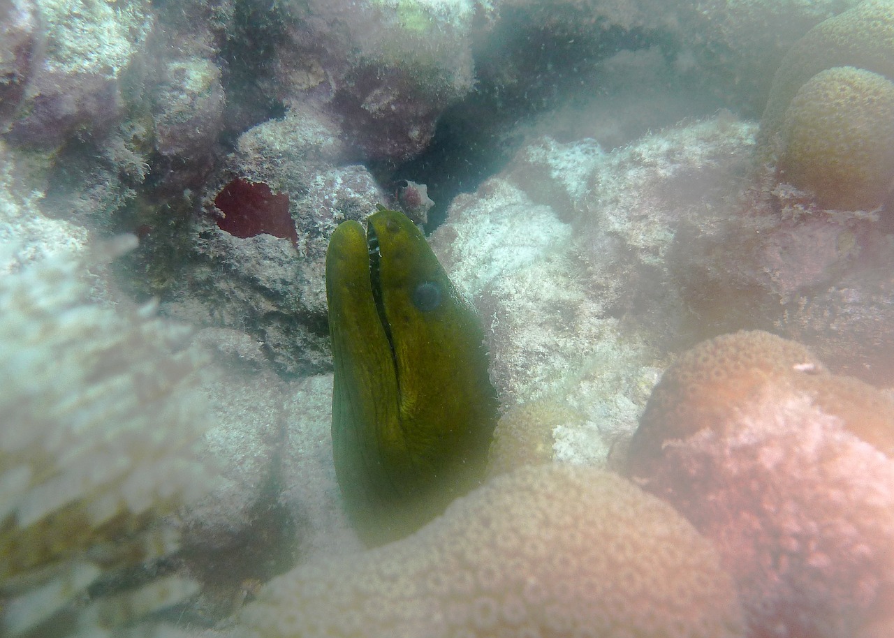 green moray eel scuba free photo