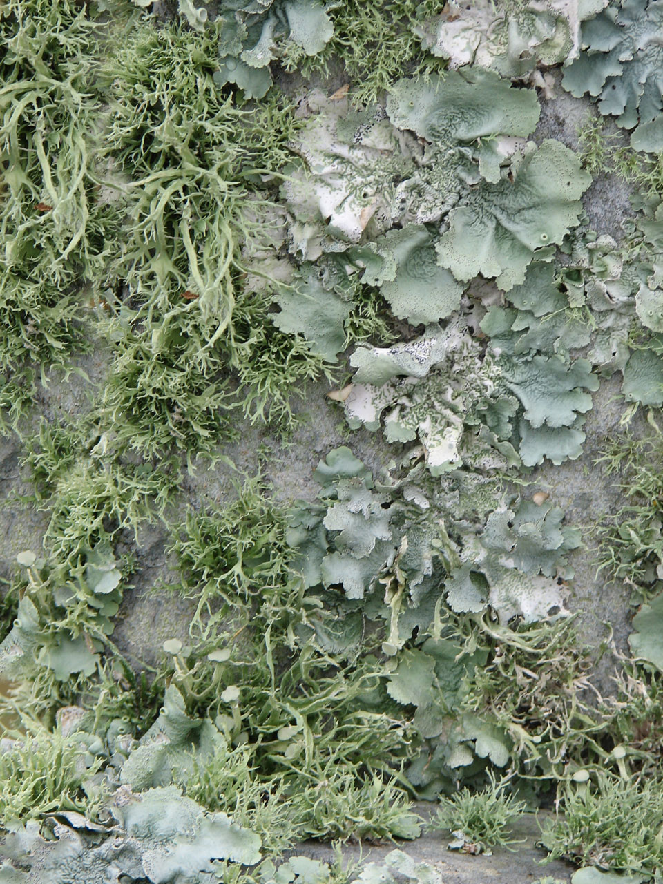 texture green moss free photo