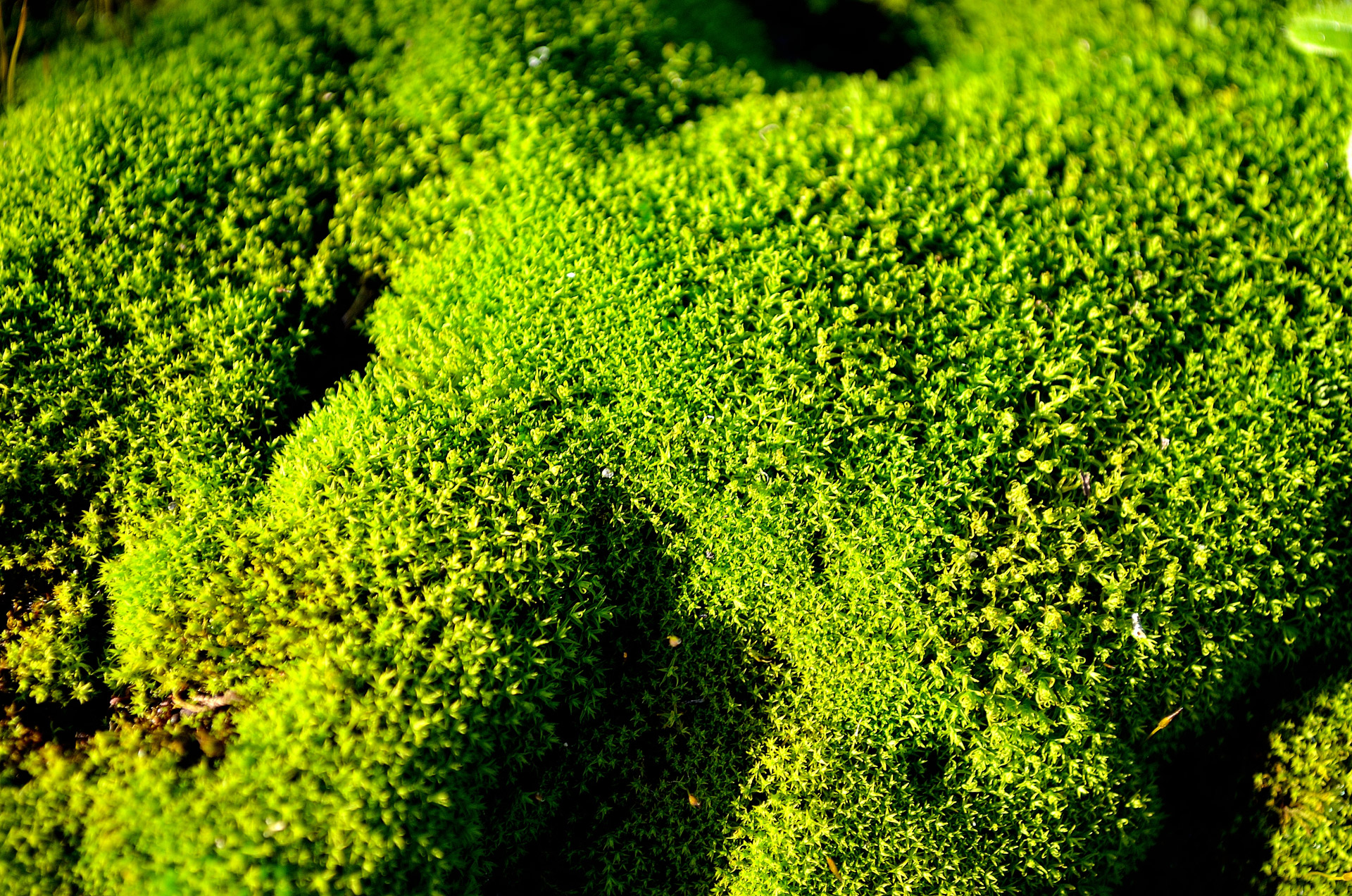 green moss macro free photo