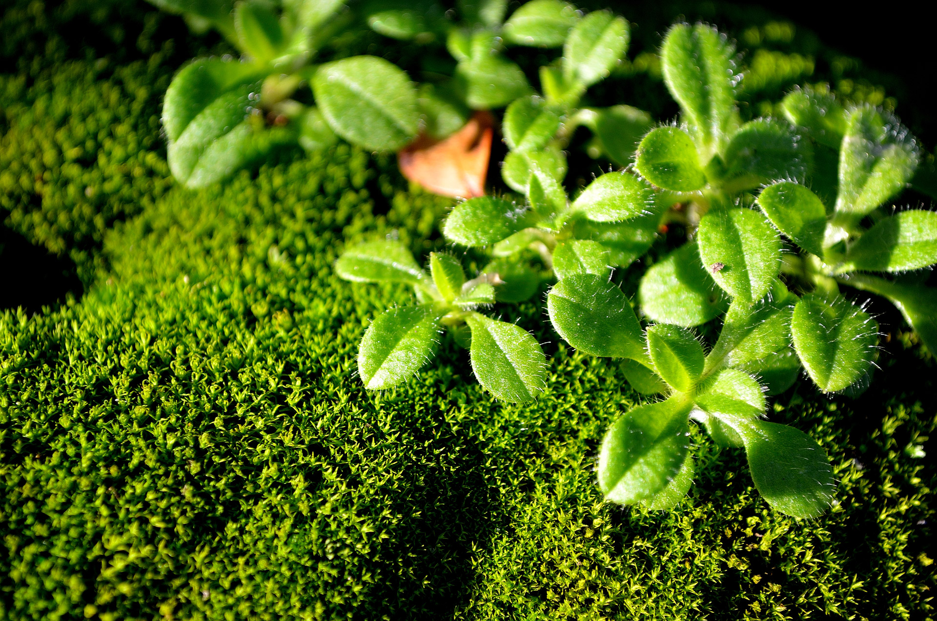 green moss macro free photo