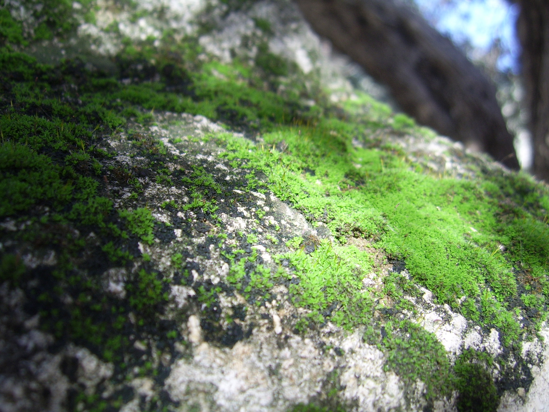 moss green rock free photo