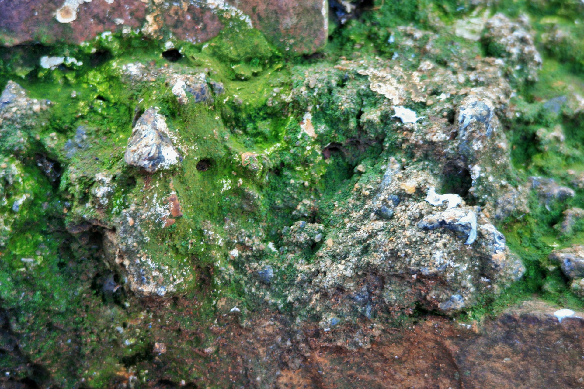 wall moss green free photo