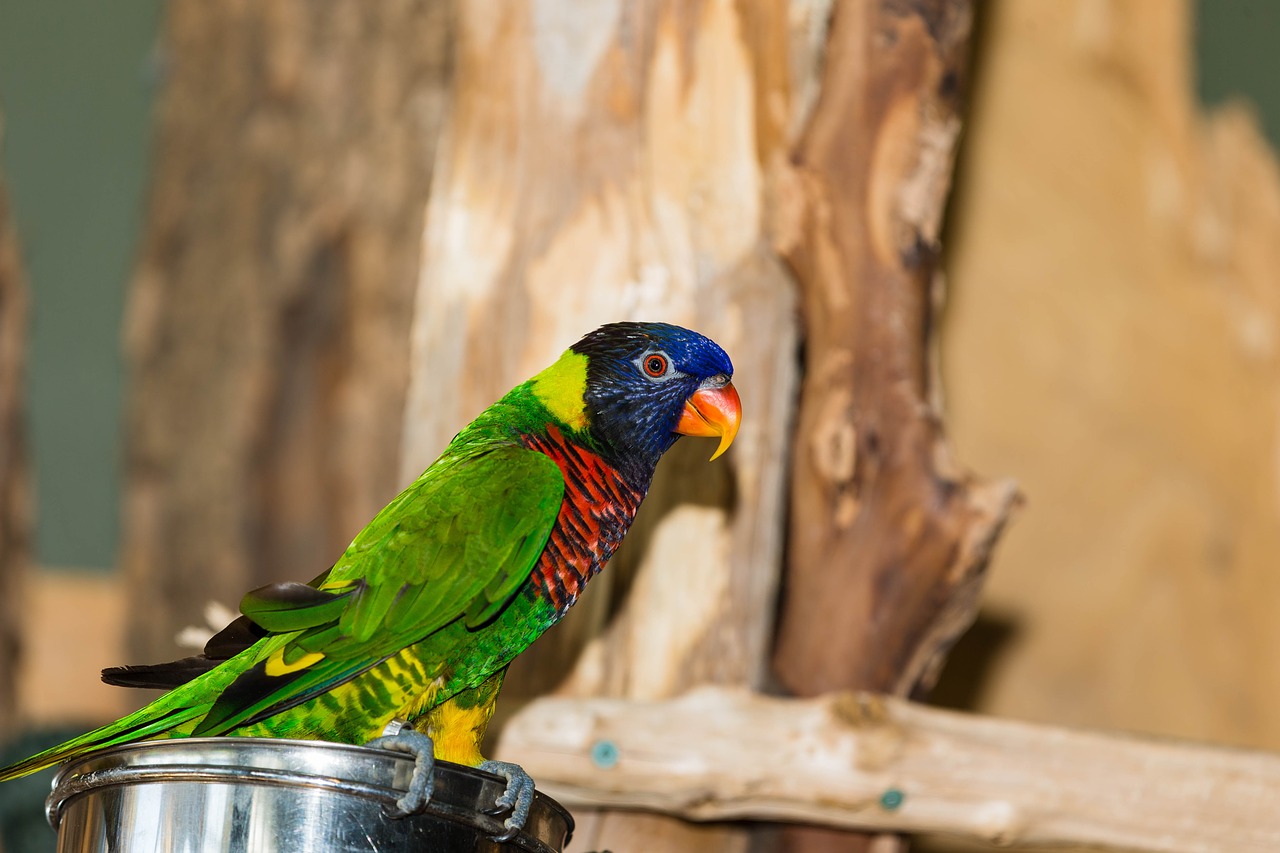 green naped lorikeet parrot bird free photo