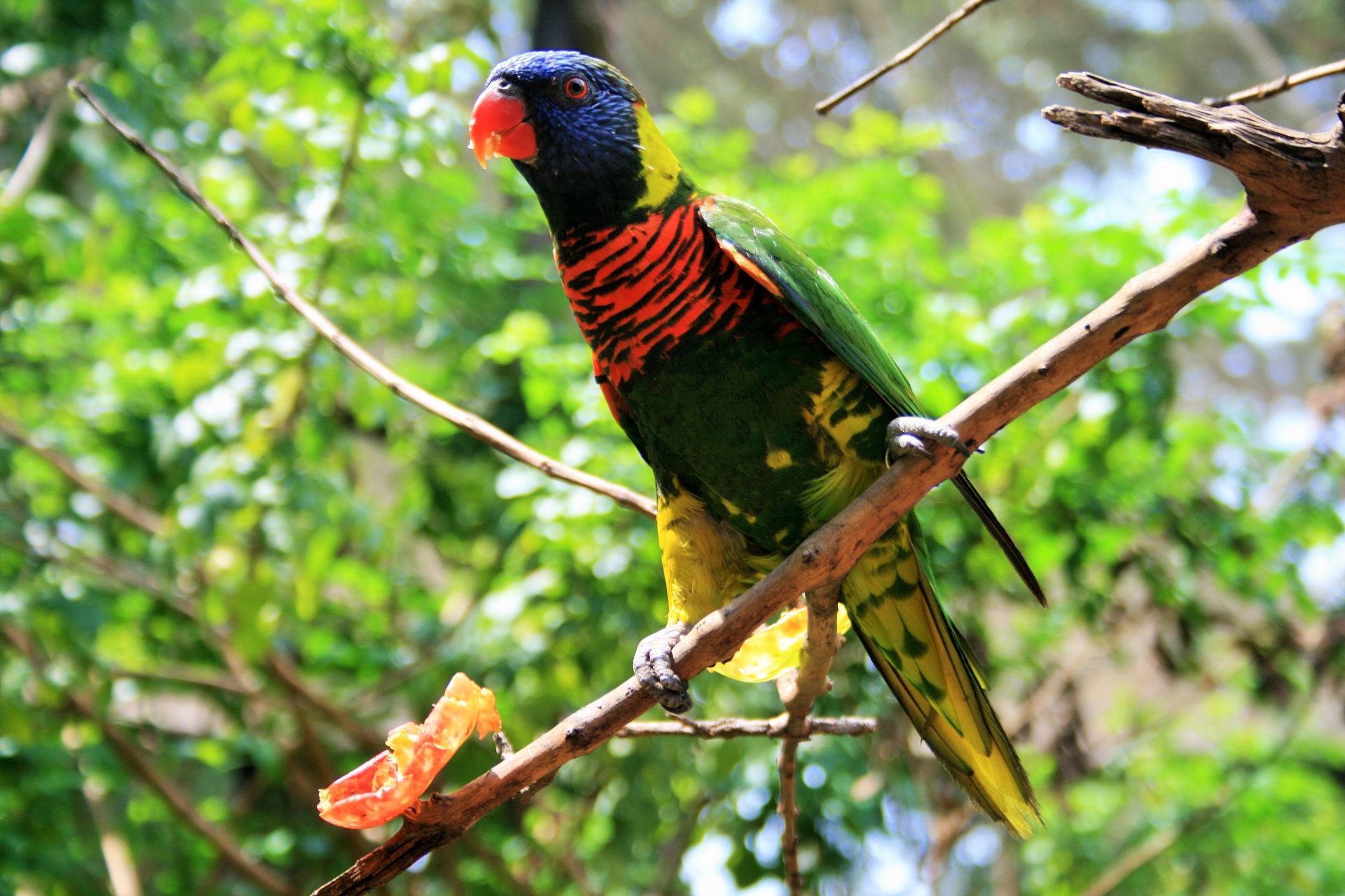 bird colourful branches free photo