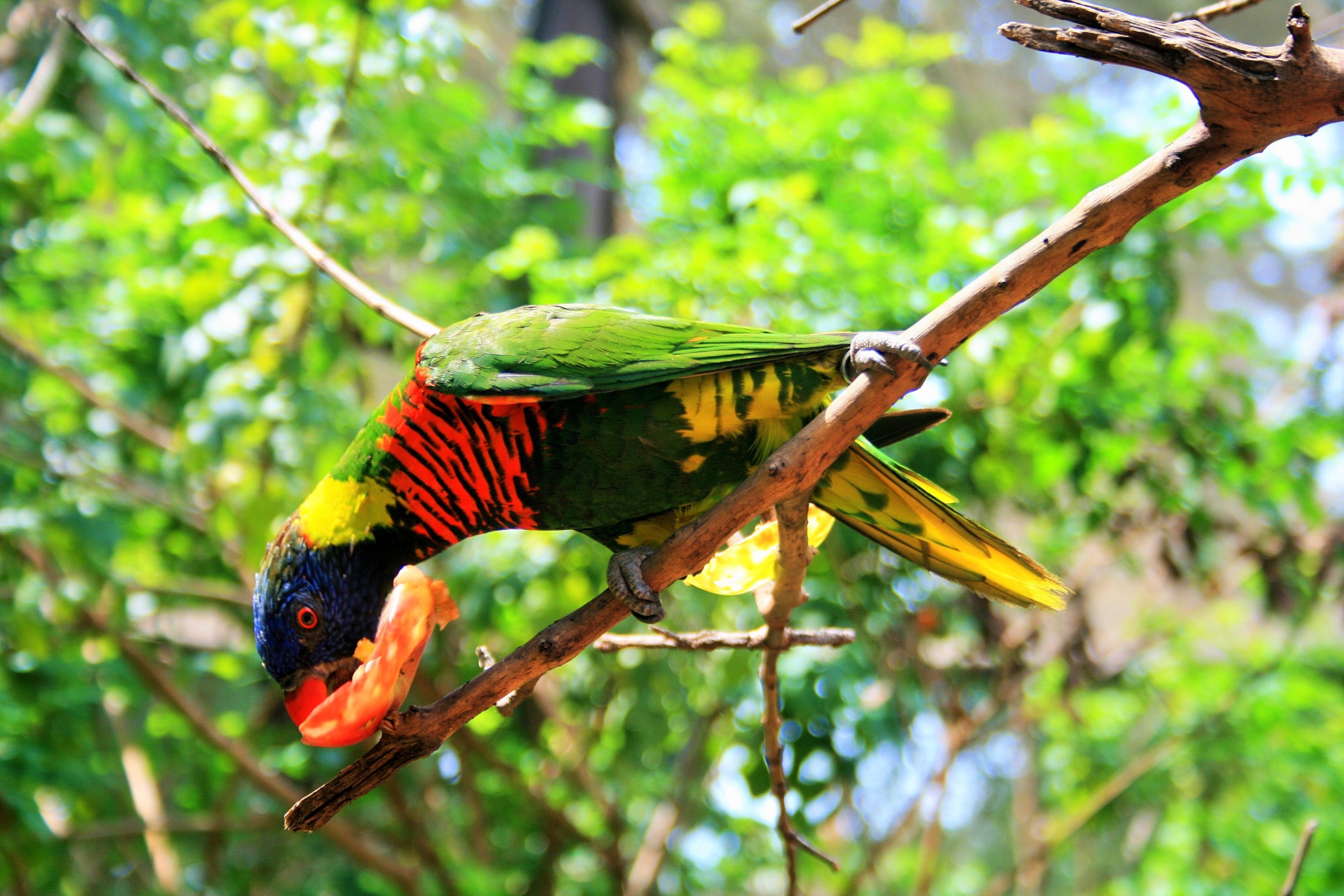 bird green colourful free photo