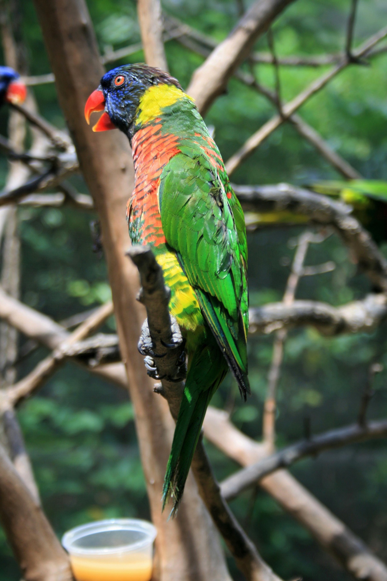 bird green colourful free photo