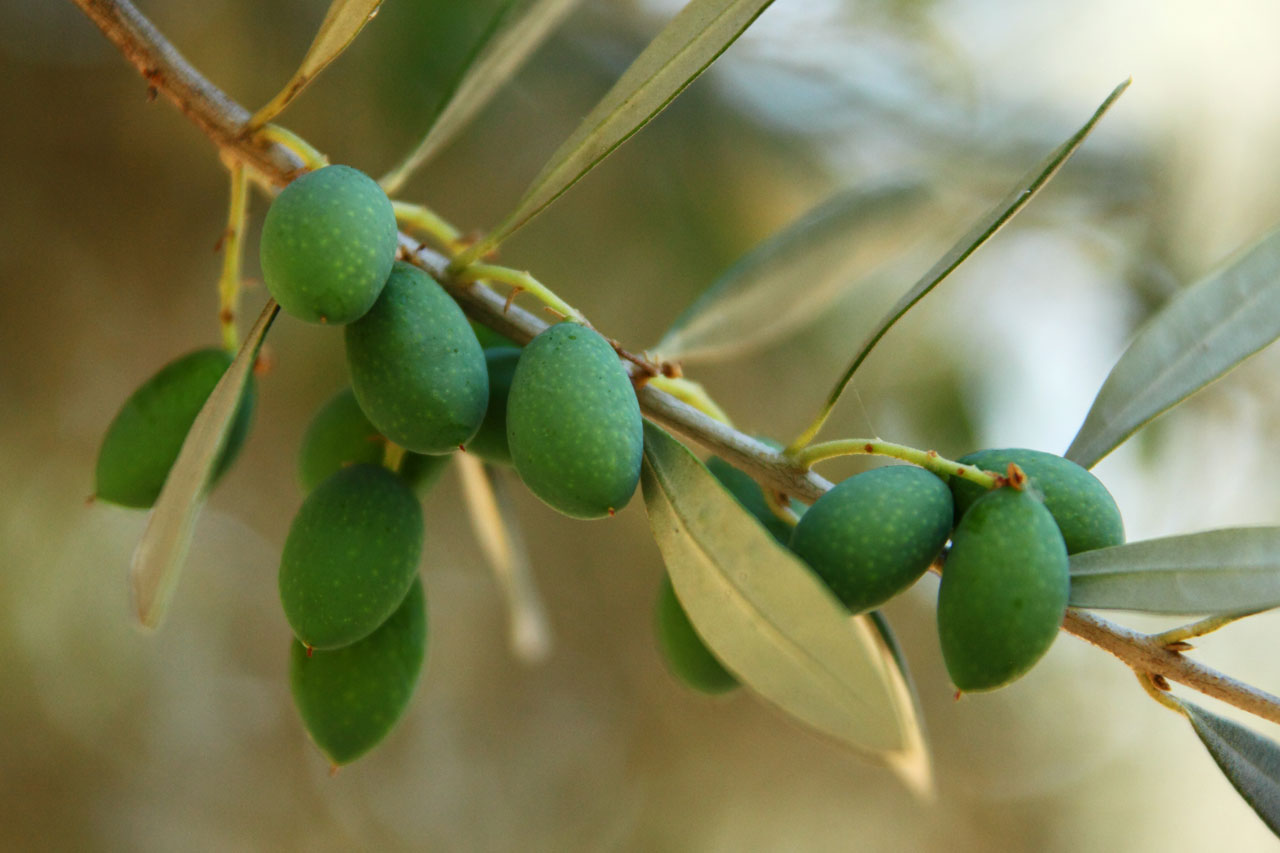 branch detail food free photo