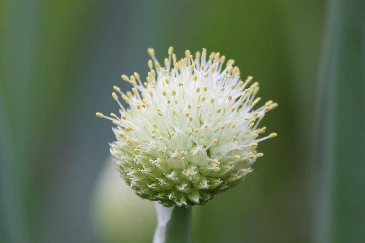 green onion onion just one vegetables free photo