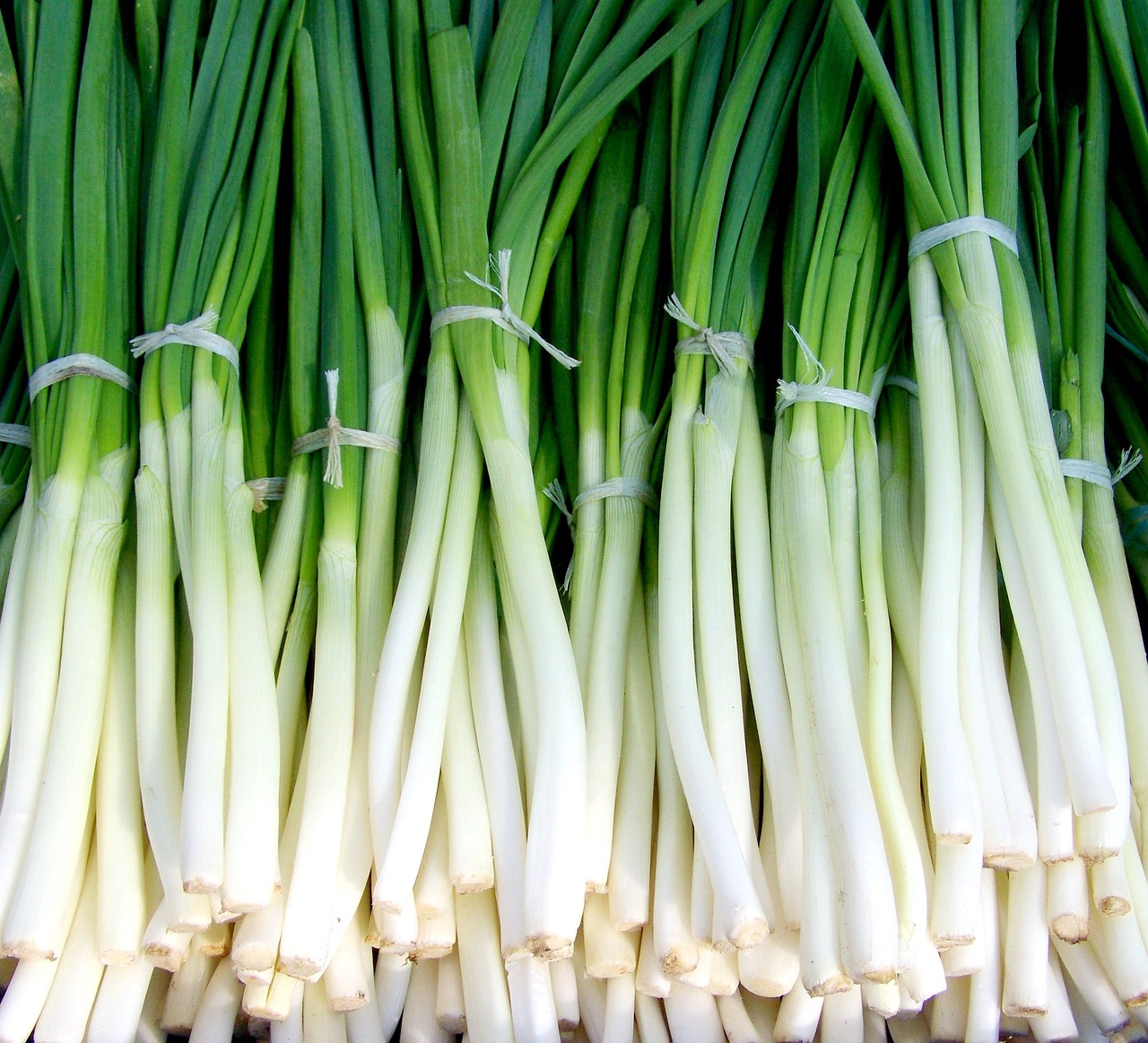 green onion spring onions vegetables free photo