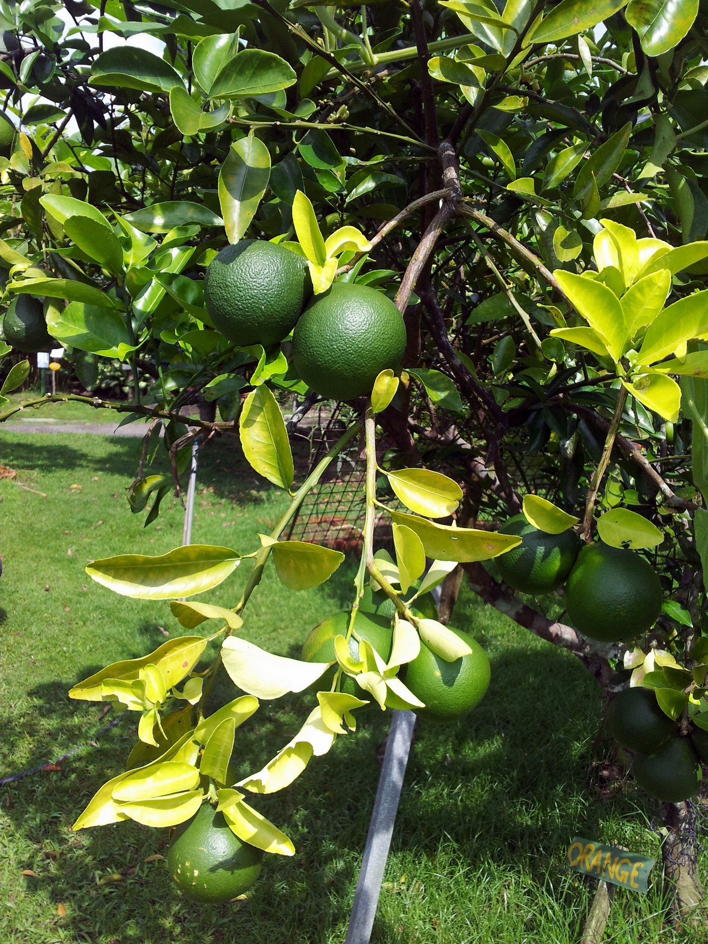 green orange tree free photo