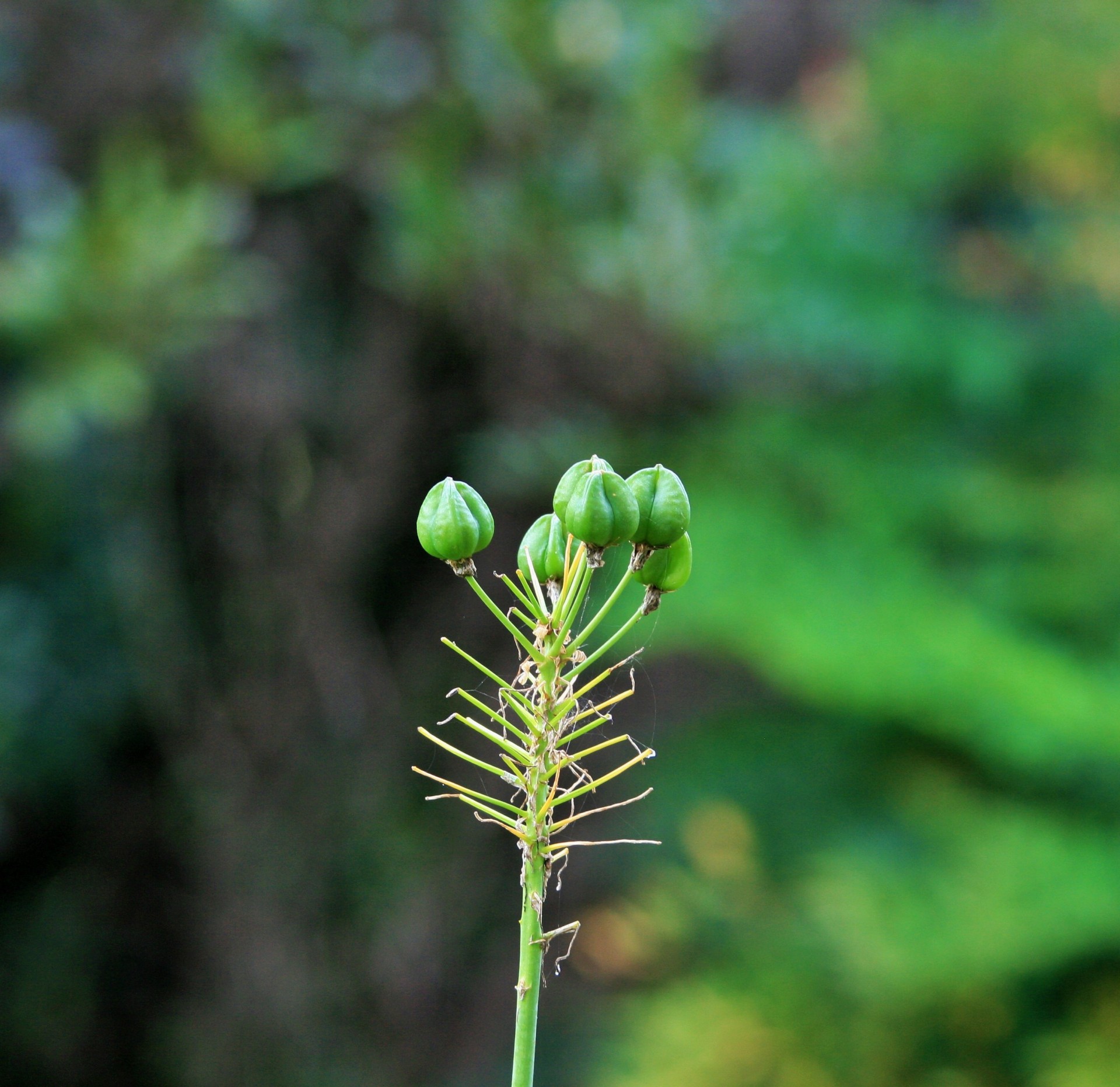 seeds clump green free photo