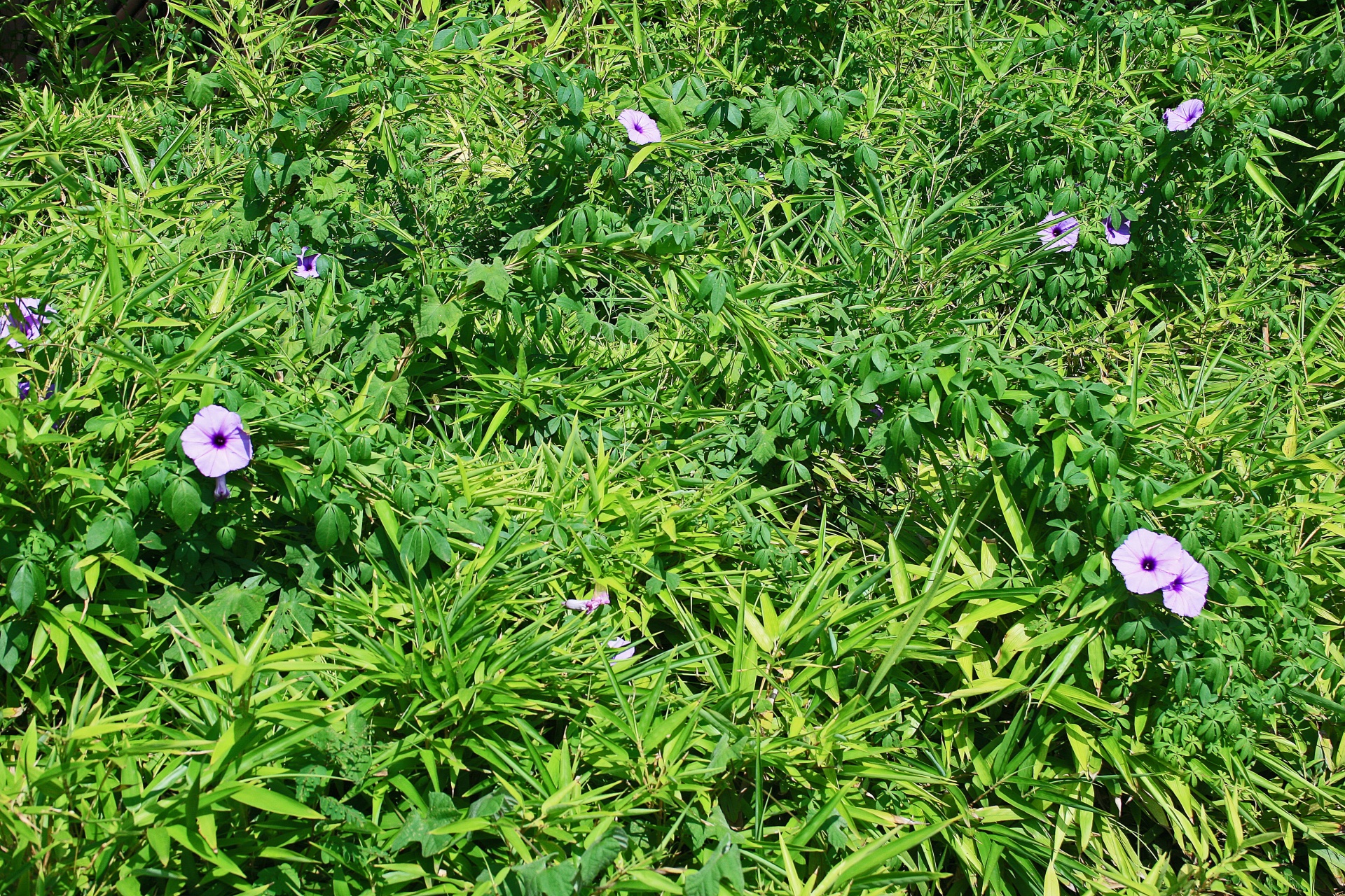 plants weeds greenery free photo