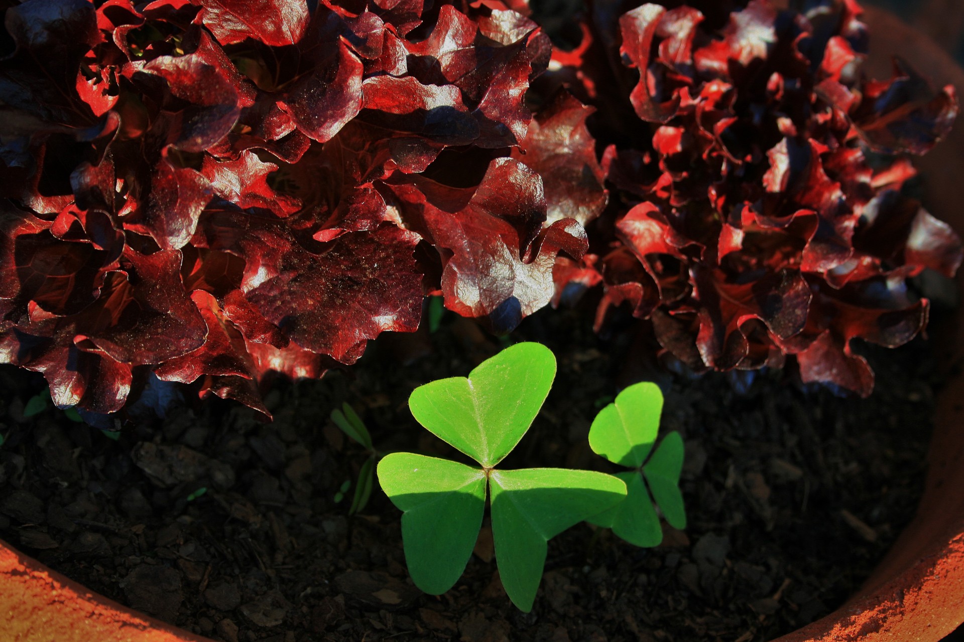 leaves lettuce red free photo