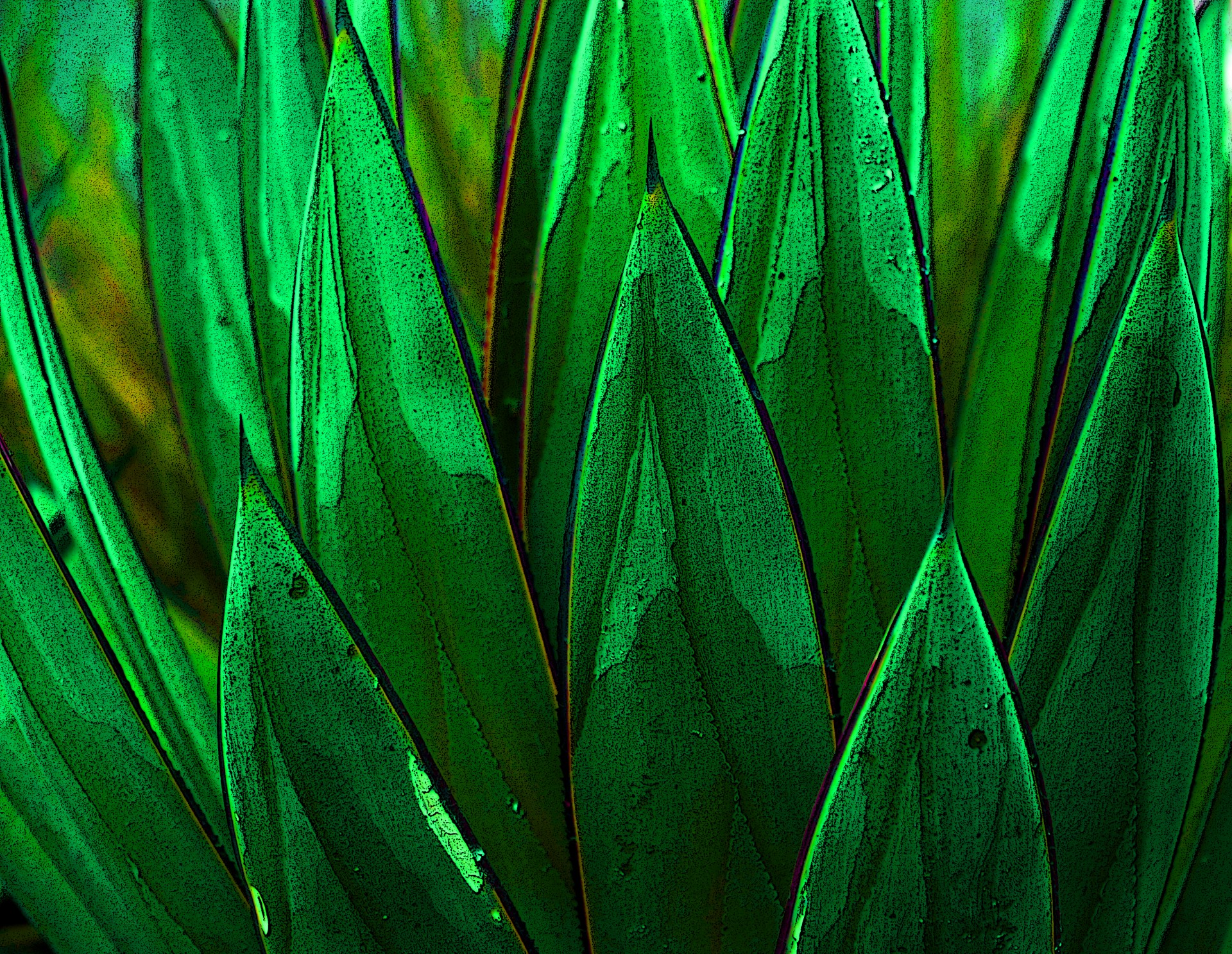 background plant green free photo