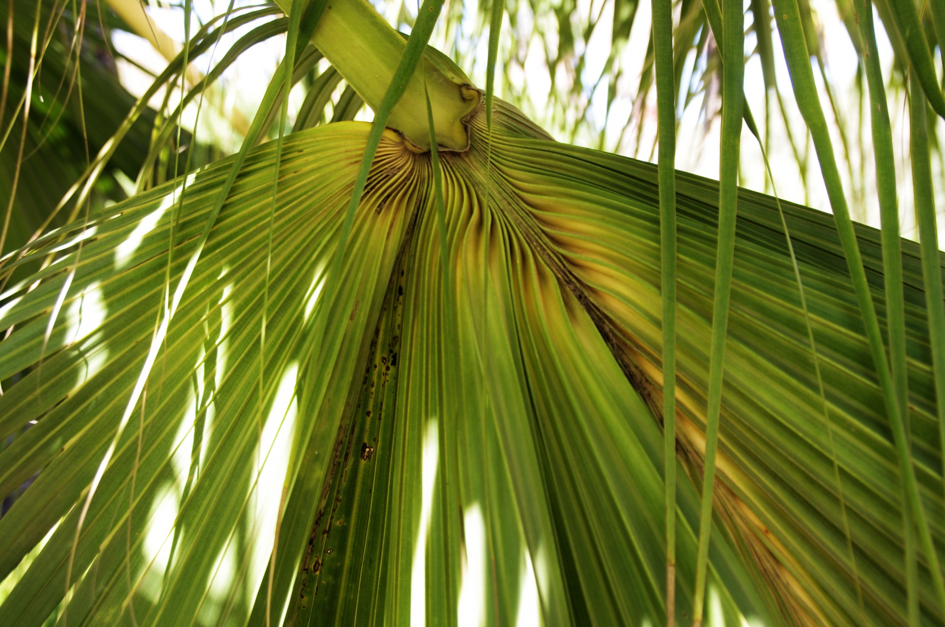 green palm front background free photo