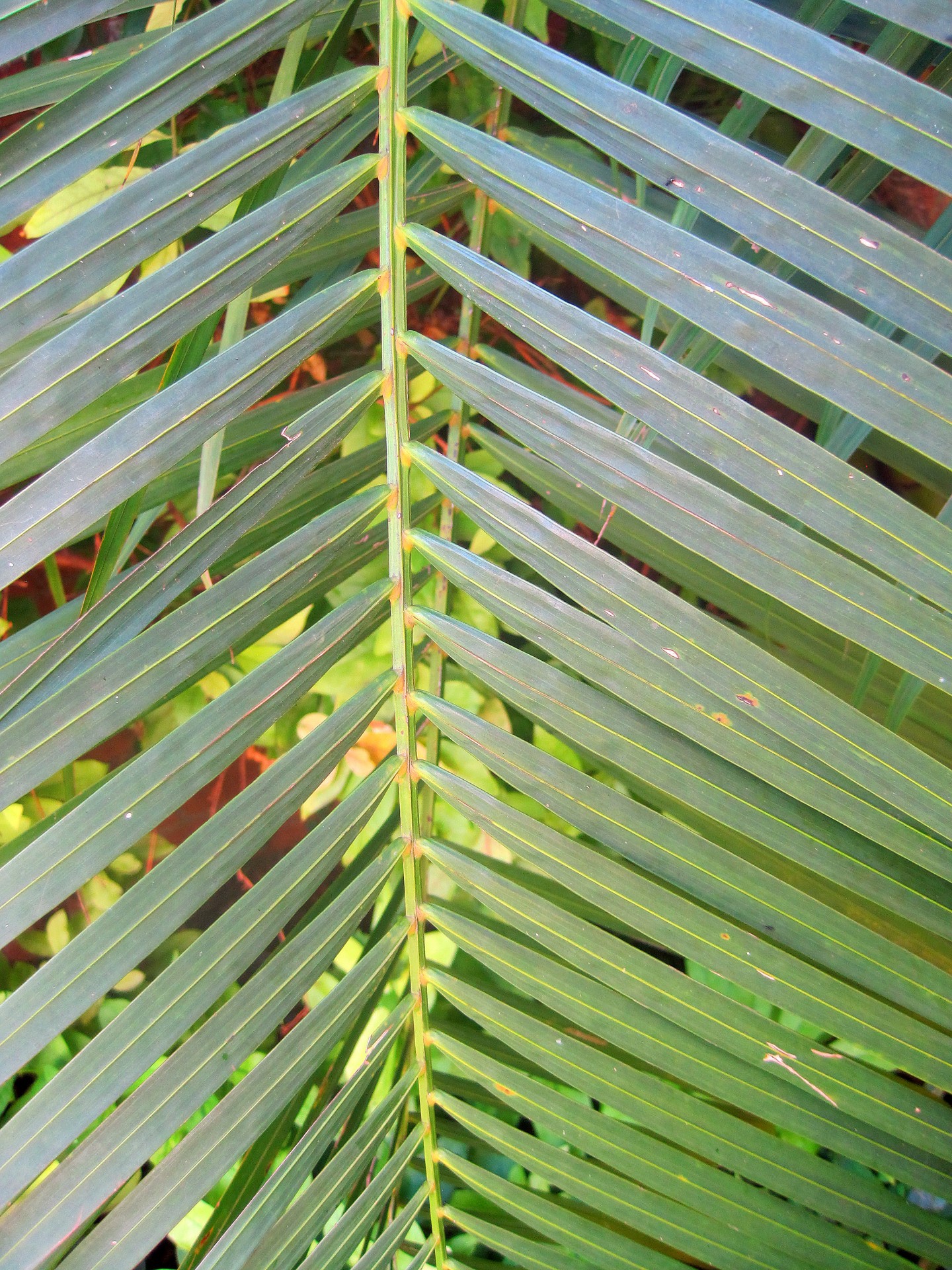 leaf palm green free photo