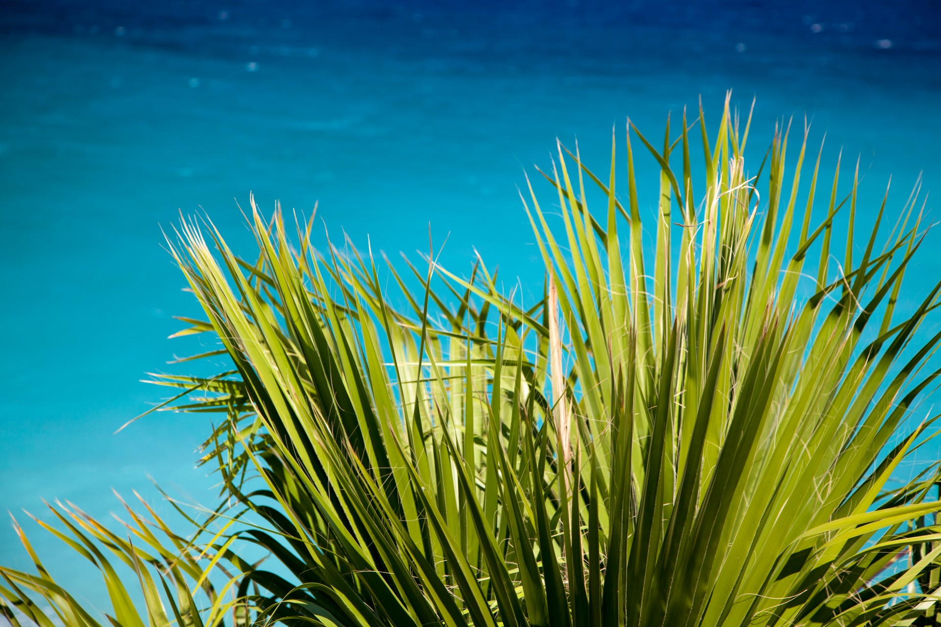 blue ocean palm tree free photo