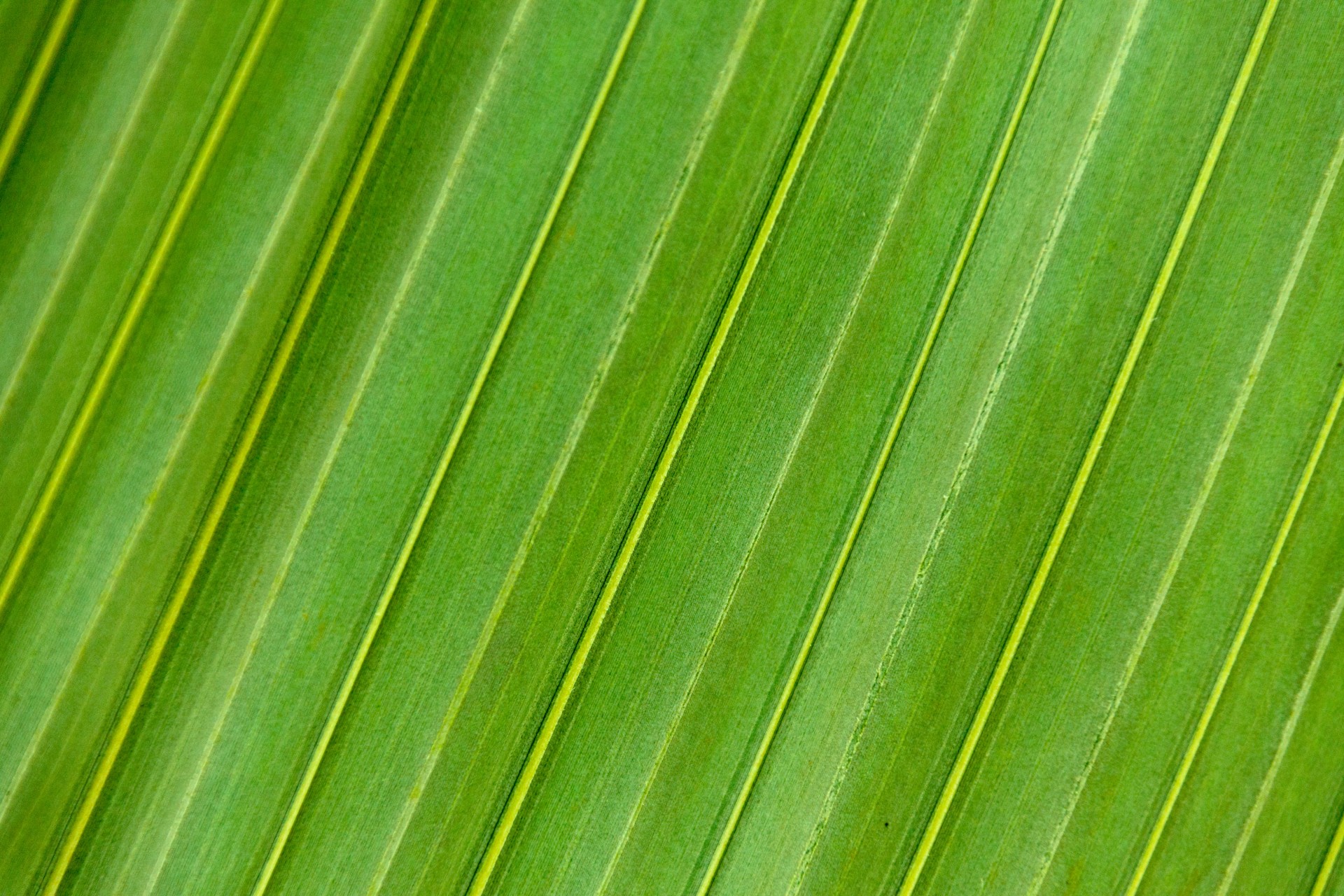 Пальмовый лист текстура