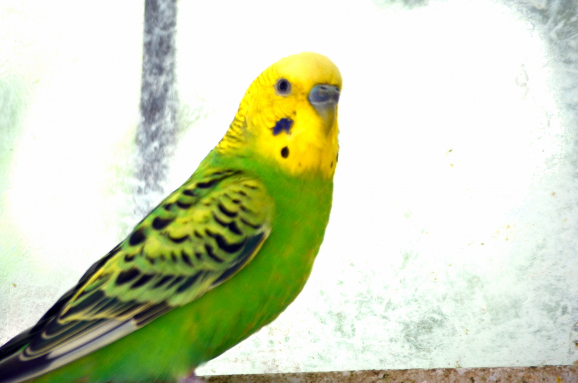 bird animals parakeet free photo