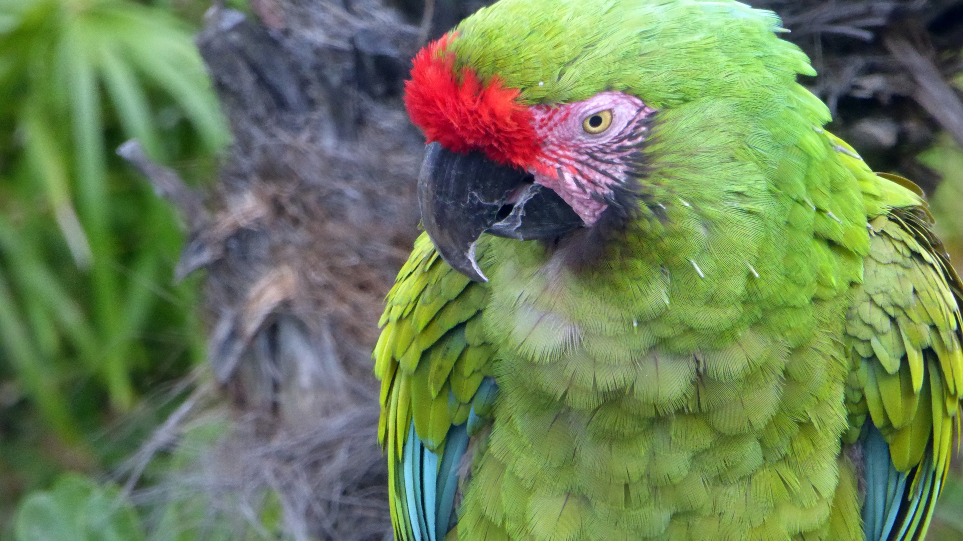 macaw green bird free photo
