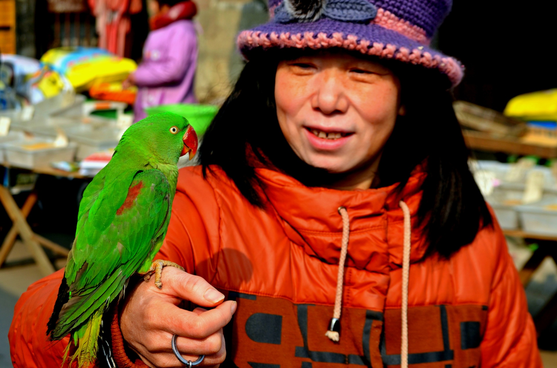 animals bird parrot free photo