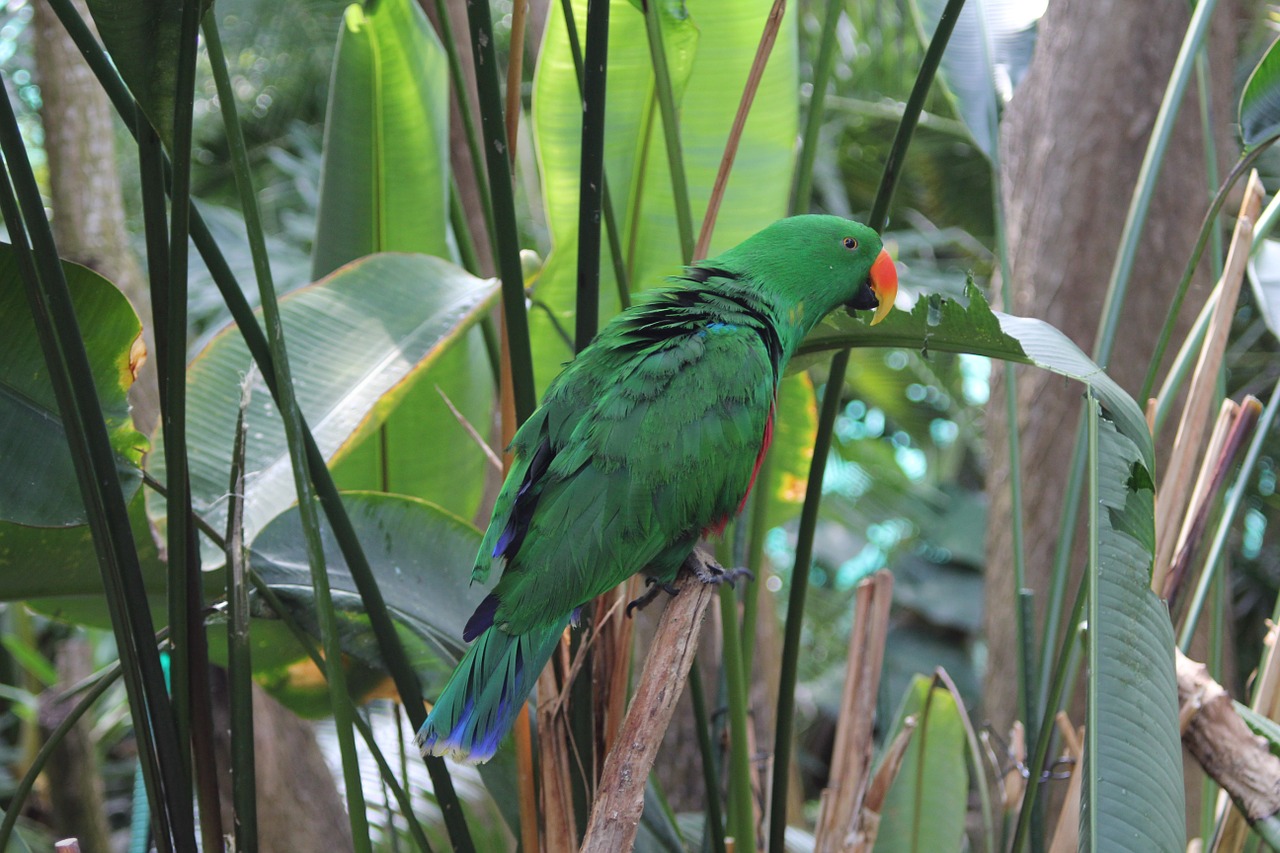 parrot bird wildlife free photo