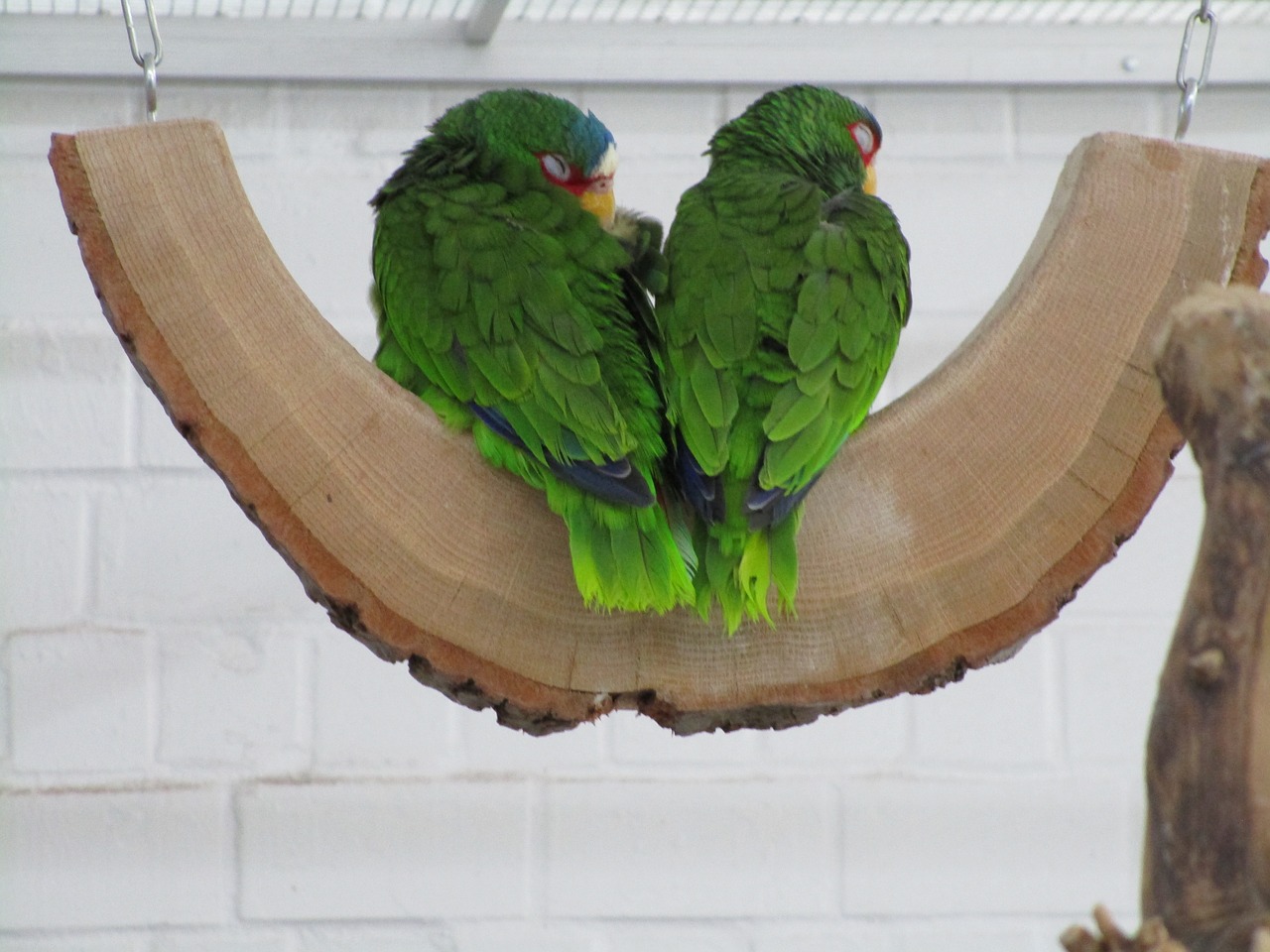 green parrots birds ornamental birds free photo