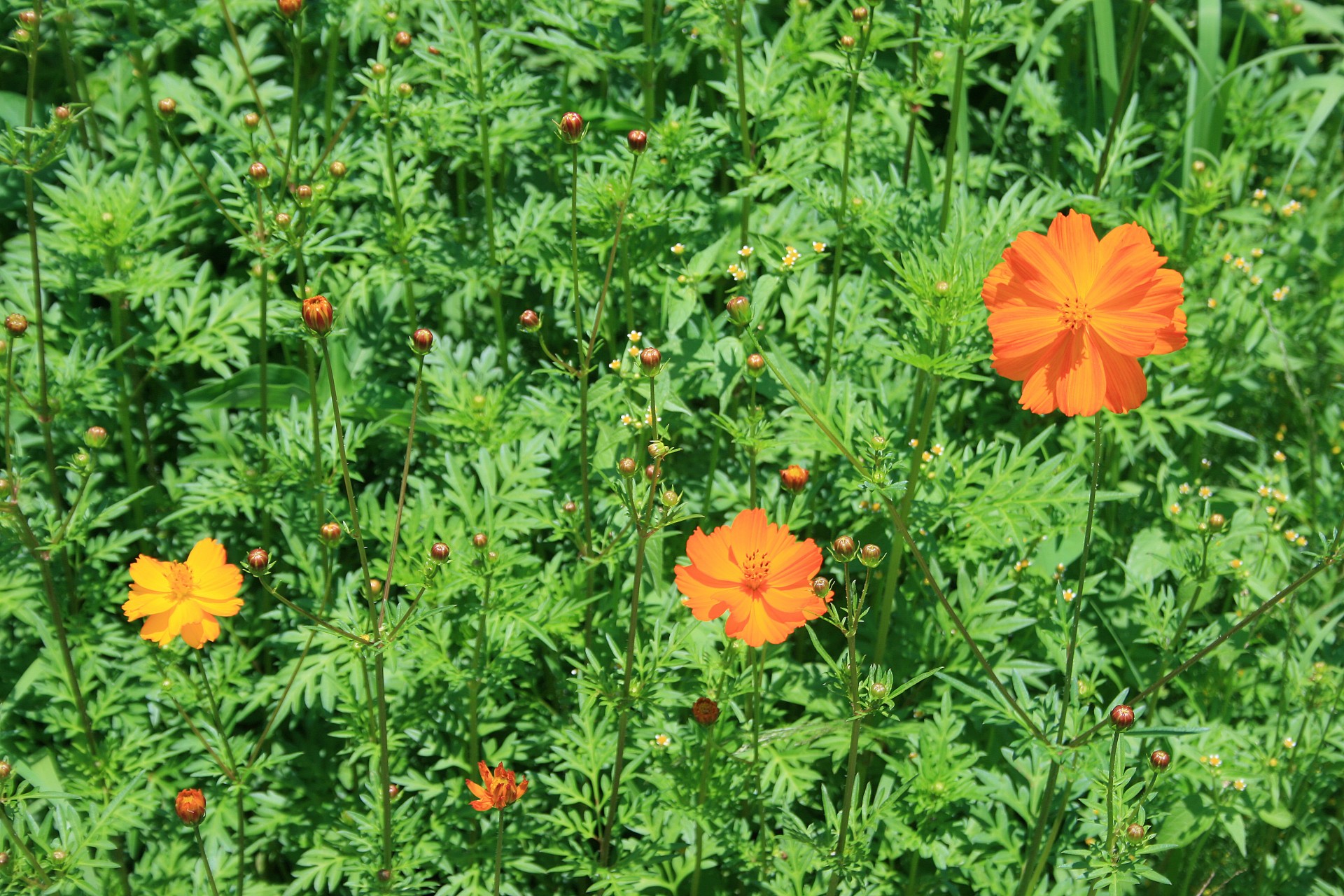 garden wild flowers free photo