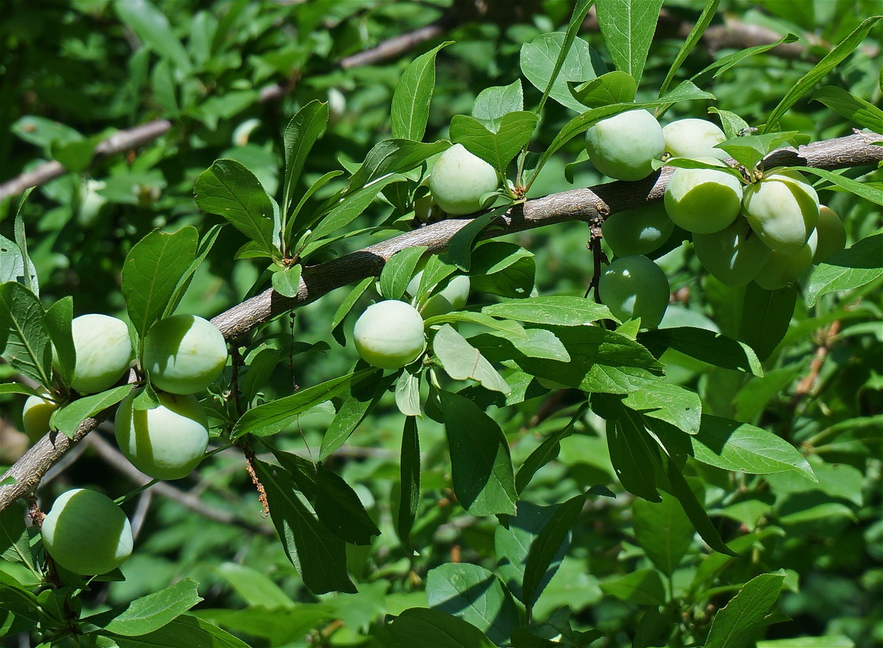 green plums plum tree free photo
