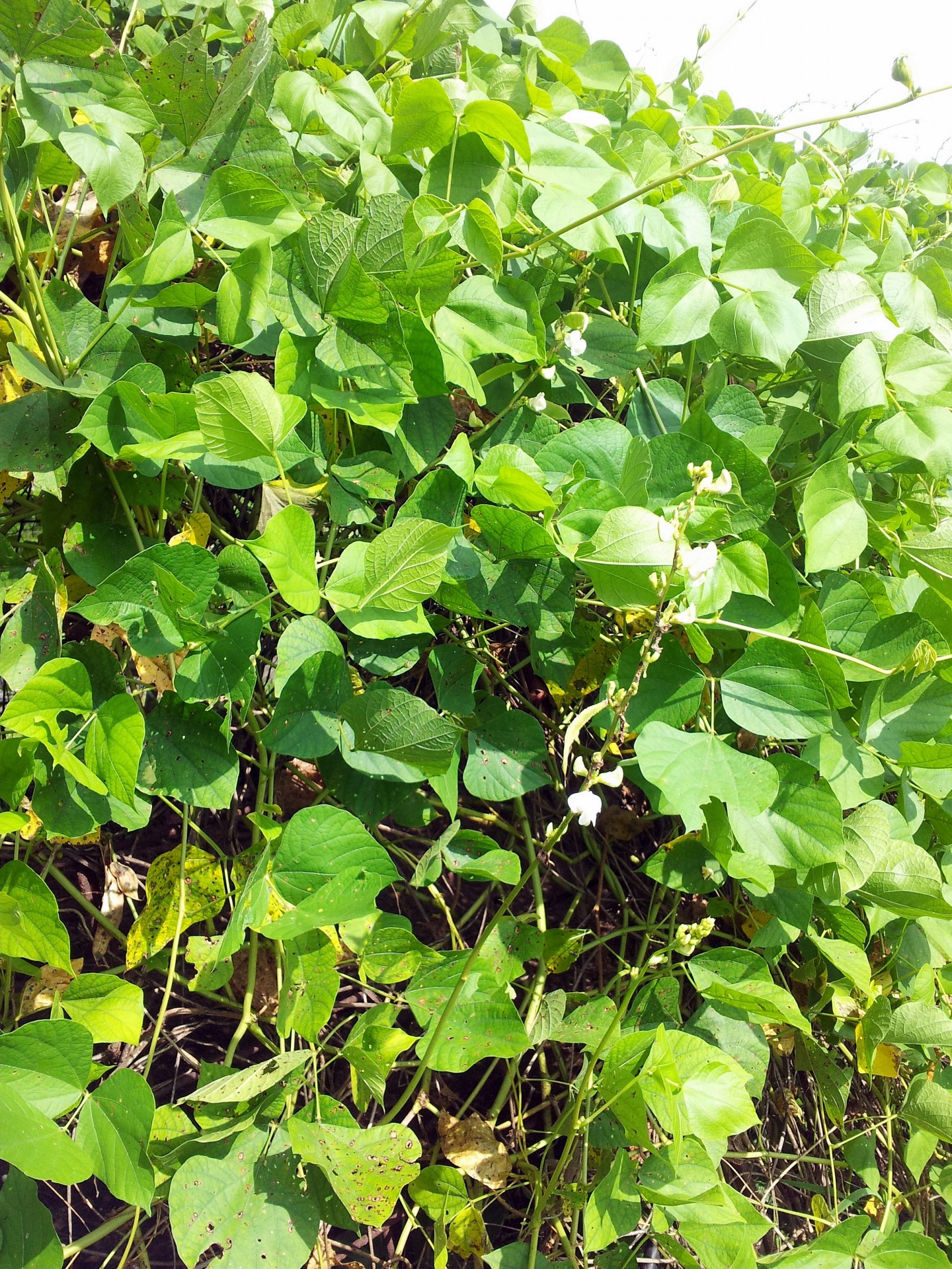 green peas flower free photo